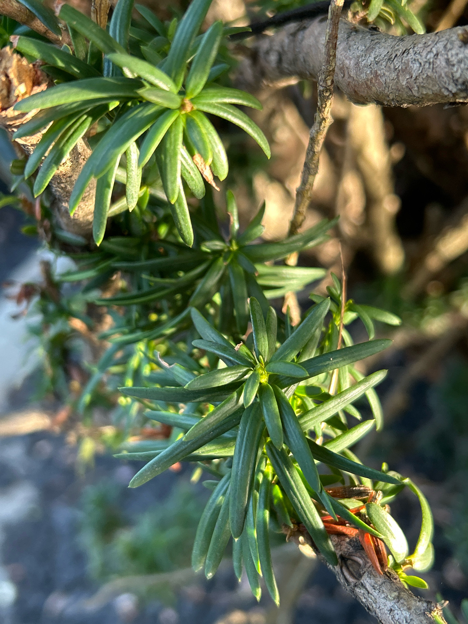 A close-up, eye-level, outdoor shot focuses on the needles and branches of a yew tree. The needles are dark green and appear healthy, with a slight sheen from the sunlight. They are arranged in whorls around the branches, which are textured and brown. The background is softly blurred, suggesting a shallow depth of field, with hints of other greenery and possibly sunlight filtering through. The image is set in Robinson Township, United States of America.
