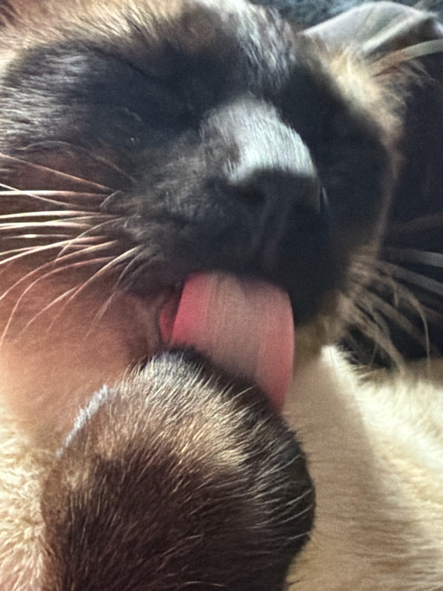 The image shows a close-up of a cat's face. The cat's eyes are closed, and its pink tongue is extended, licking its nose. The cat has dark brown fur around its face and ears, with lighter tan fur on its cheeks and chest. The background is blurred and appears to be a soft, light-colored surface. There is no information available to place this image in Esch-sur-Alzette, Luxembourg.