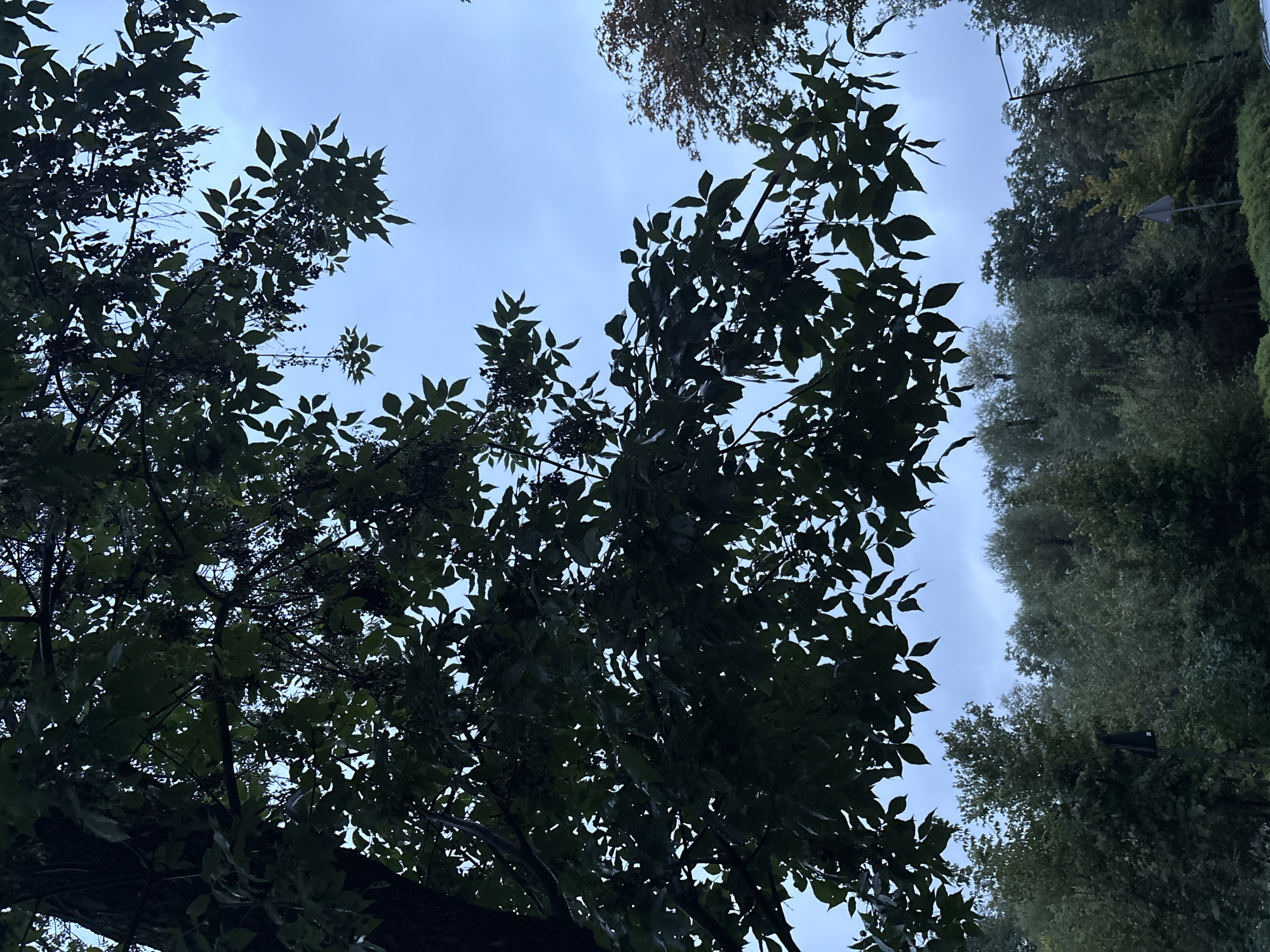 The image depicts a view looking up through the dark green leaves and branches of a tree towards a pale blue sky, which is overcast. The tree's leaves are in silhouette, obscuring much of the sky. In the distance, below the trees, a dense line of various deciduous trees forms a backdrop. A black bag hangs from a branch in the middle ground, and a street light and a road sign are visible on the right side of the image. The overall impression is of a cloudy day in a natural or park-like setting within the city of Siemianowice Śląskie, Poland.