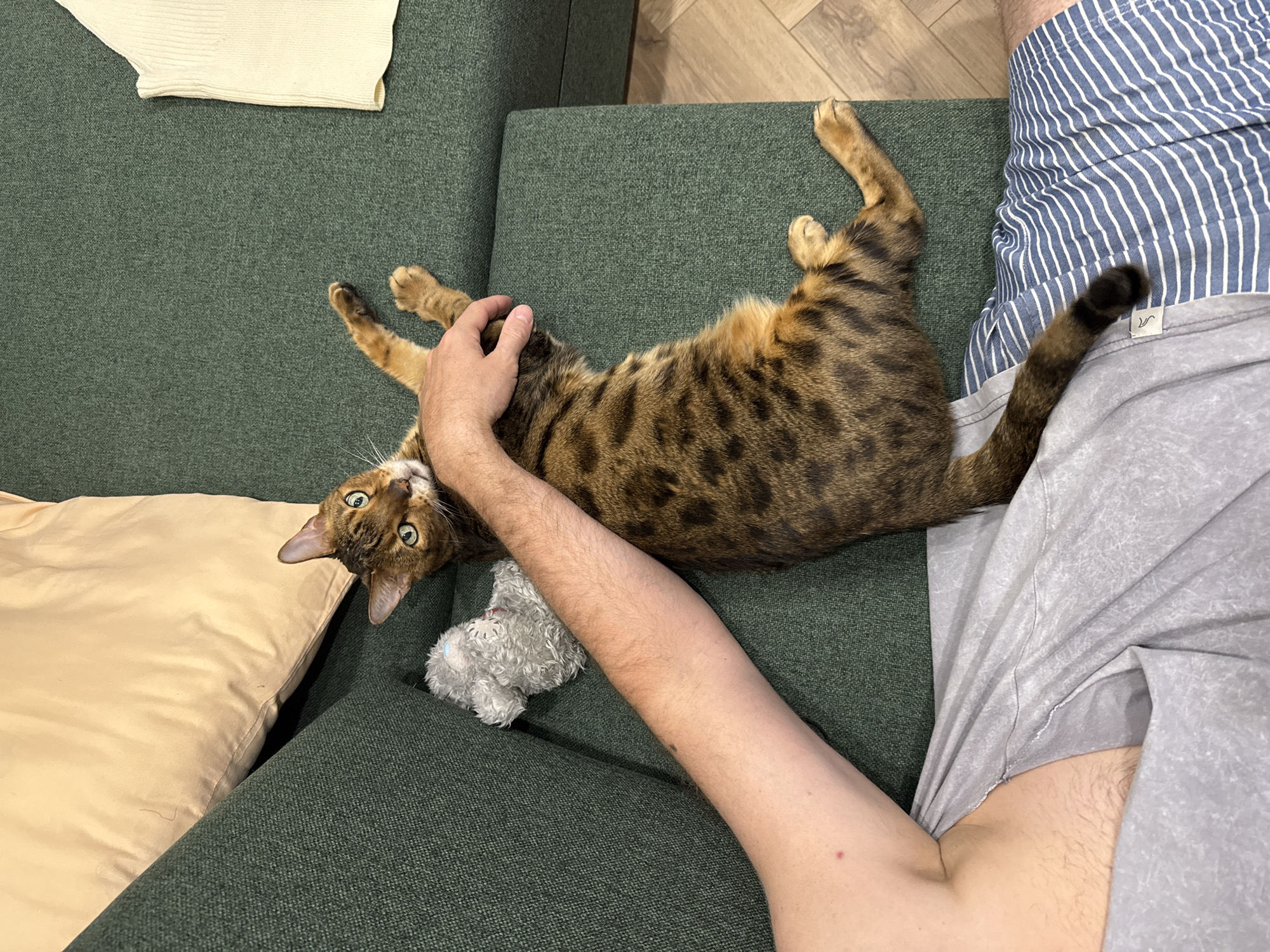 A top-down, high-angle shot shows a Bengal cat lying on its back on a green couch. The cat is oriented diagonally across the frame, with its head near the lower left corner and its tail extending toward the upper right. The cat's legs are splayed out, and it is being held by a hand. A stuffed toy is beside the person's arm. The couch is made of a textured green fabric. The subject is wearing grey shorts and a blue and white shirt. A cream-colored pillow is visible in the lower left corner, and a cream-colored sweater is in the upper left corner. The background shows a wooden floor.