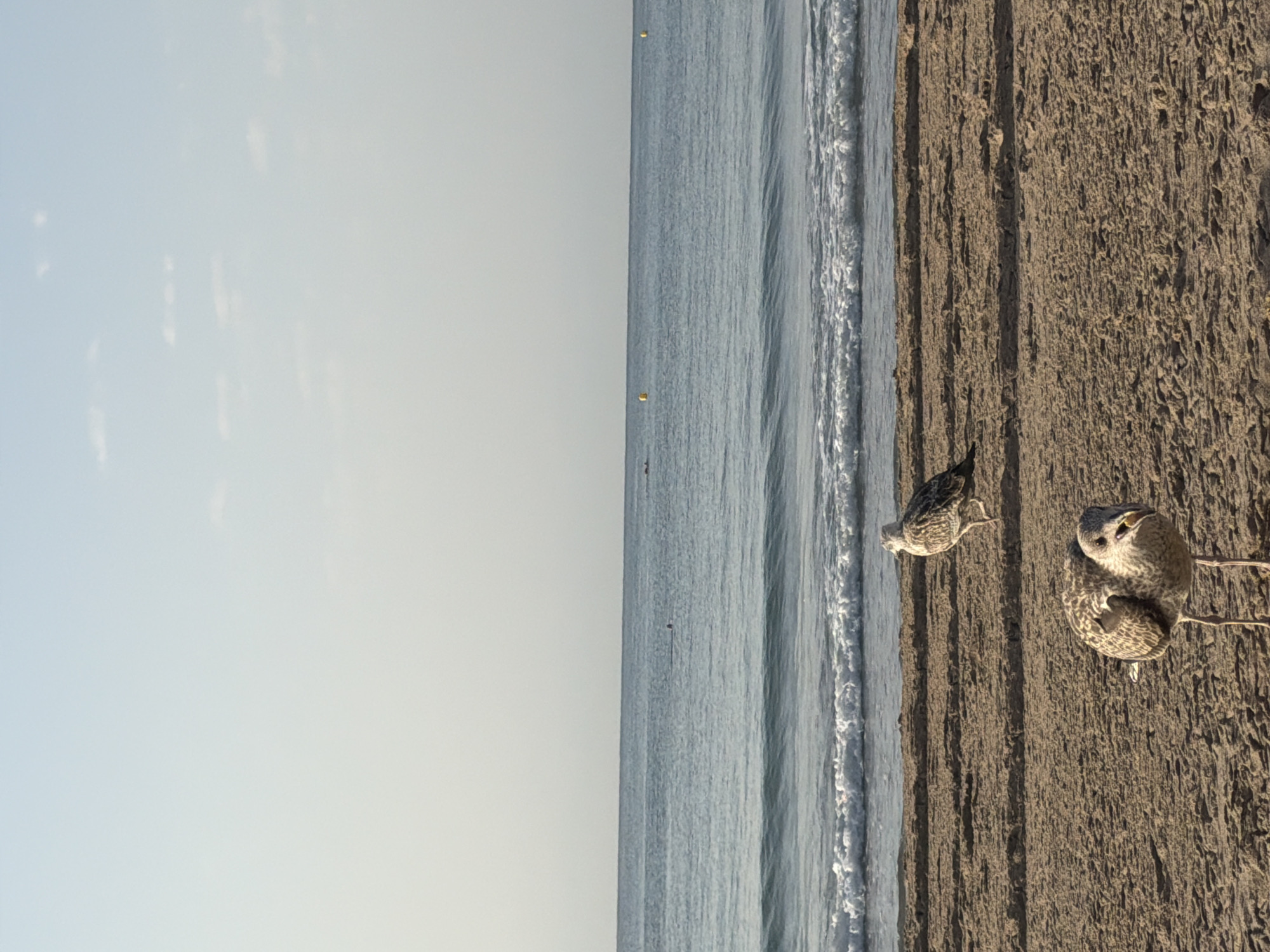 The image captures a serene view of the sea and beach in El Campello, Spain. Two seagulls are the primary subjects, positioned on the sandy shore. The seagull in the foreground is closer to the camera, with its beak slightly open, revealing a yellow object. The second seagull is further back, standing near the water's edge. The ocean stretches across the middle ground, with gentle waves lapping onto the beach. In the distance, a faint line of the horizon separates the sea from a clear, pale blue sky, with a few wispy clouds. A couple of yellow buoys are visible in the water, suggesting a designated swimming or boating area. The sand is a warm, light brown, marked with subtle ripples and indentations. The overall scene evokes a peaceful coastal atmosphere characteristic of El Campello.