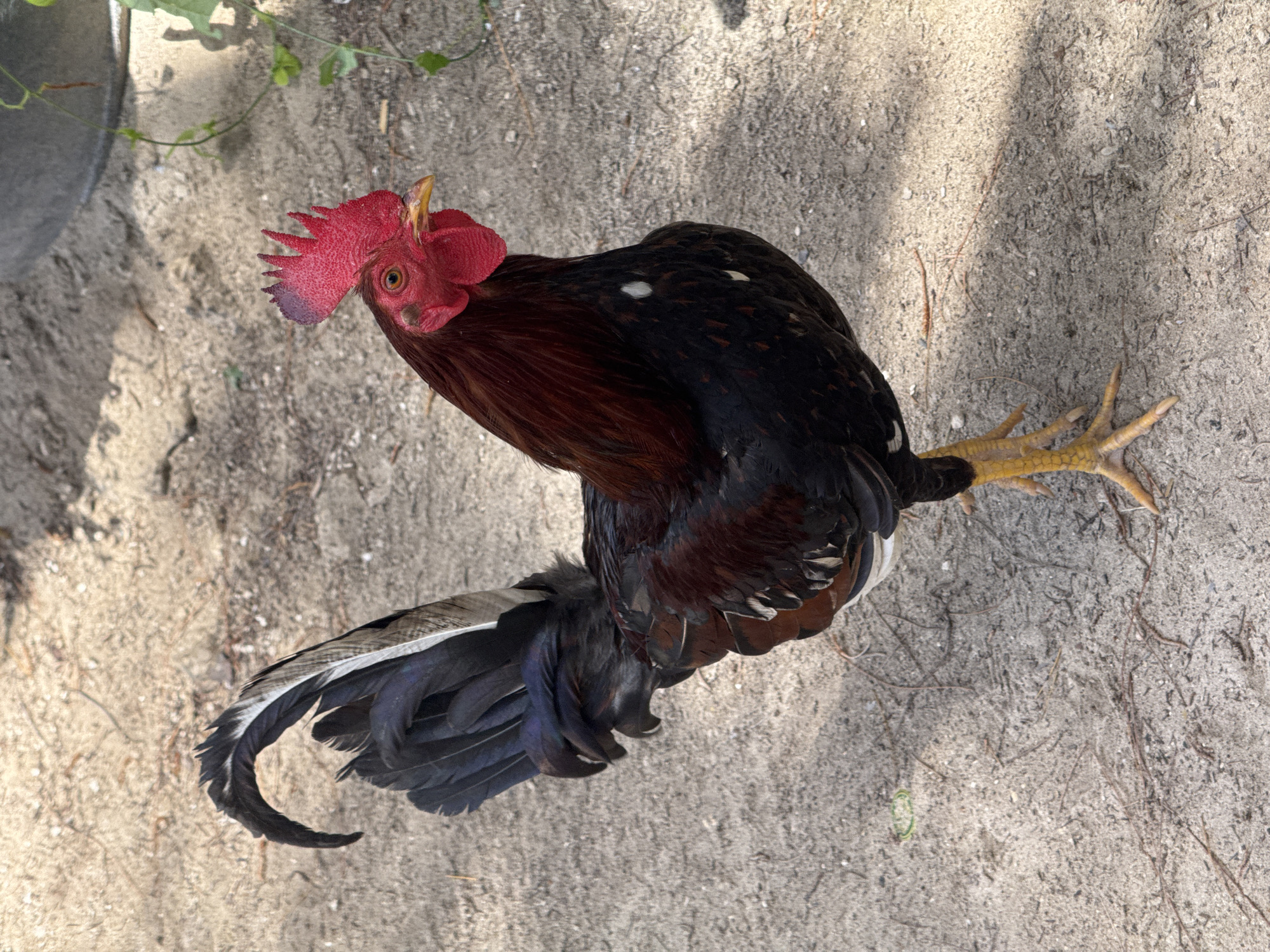 A rooster stands on sandy ground in Higüey, Dominican Republic, its plumage a mix of deep reds, blacks, and iridescent blues. Its comb is a vibrant red, and its eyes are alert and dark. The ground is covered in light brown sand with scattered twigs and debris. In the background, a large grey object, possibly a bucket or container, is visible, along with a climbing vine with green leaves. The scene is lit by sunlight, casting shadows on the ground.