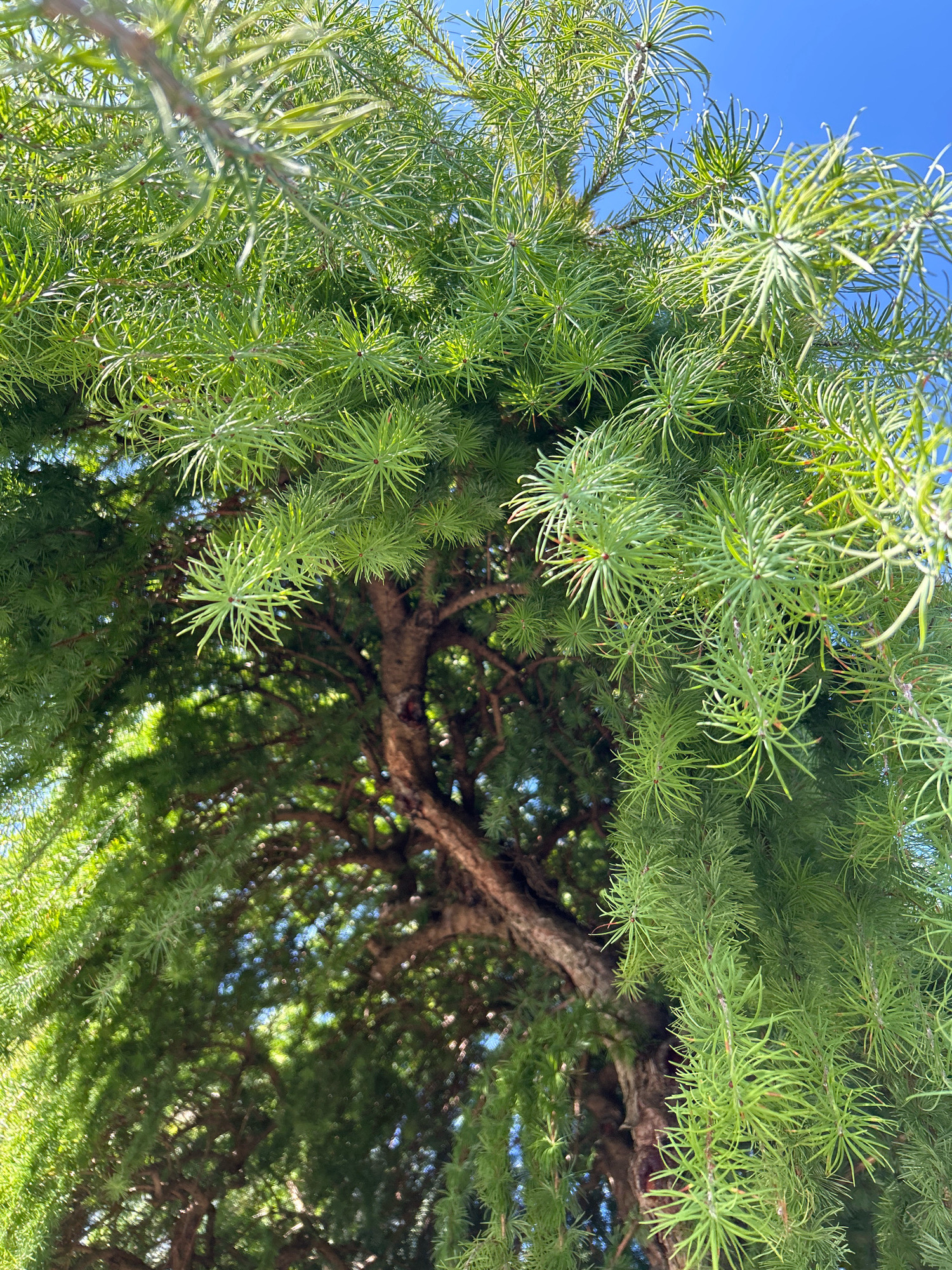 The image depicts a low-angle view looking up into the branches of a tree with bright green, needle-like leaves. The foliage is dense, obscuring much of the tree trunk and its structure, which appears to be dark brown and textured. The sky, visible through the gaps in the leaves, is a clear, vibrant blue. The lighting suggests it is a sunny day, casting shadows and highlighting the vibrant green of the needles. No people or specific city landmarks are visible, making it impossible to determine the location within Pittsburgh, United States of America. The scene is a naturalistic portrayal of tree foliage against a sky.