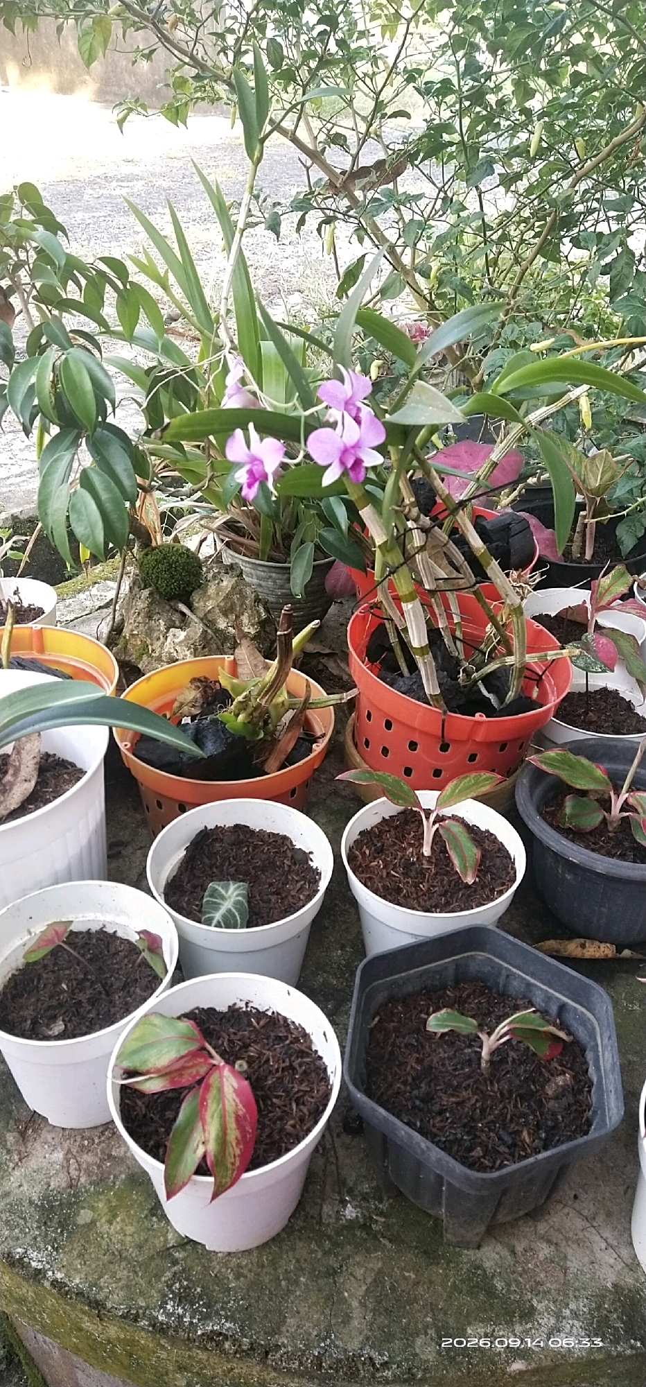 In Matabu, Indonesia, a close-up vertical outdoor shot displays a collection of potted plants arranged on a textured concrete surface. The foreground is dominated by several white pots containing young plants with reddish-green leaves. To the right, a black hexagonal pot holds a small plant with similar foliage. Further back, a large orange perforated pot houses an orchid with delicate pink and purple flowers and green stems, some of which are striped. Behind this, an orange pot contains a dried-out plant. Another white pot to the left shows a plant with a single patterned leaf. In the background, larger green leafy plants and branches are visible, with some indistinct shapes suggesting branches or possibly birds. The overall impression is of a garden or plant nursery setting.