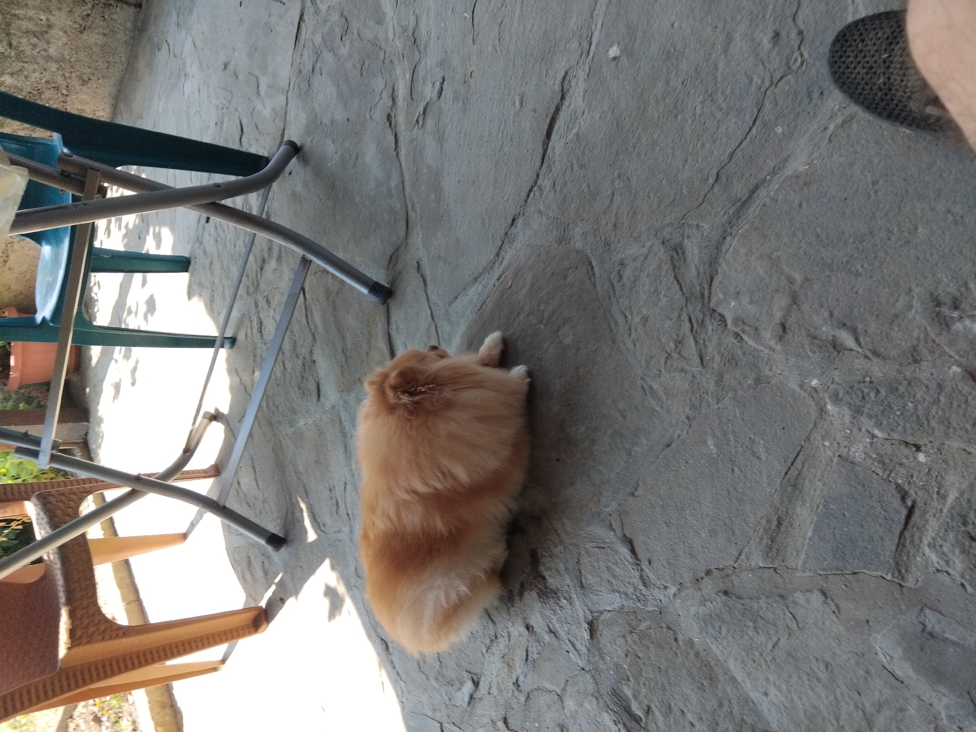A small, fluffy, orange dog lies on its side on a textured, gray stone patio. The dog is facing left, with its head slightly raised and turned towards the viewer. Its eyes are not clearly visible. The dog's fur appears soft and dense. Sunlight casts shadows on the patio from unseen objects. In the background, parts of two chairs are visible: one is a brown plastic chair with a woven texture, and the other is a teal plastic chair with a metal frame. A part of a folding table with a silver metal frame is also visible, partially obscuring the chairs. The environment suggests an outdoor seating area, likely a patio or yard. The presence of a dog and outdoor furniture is consistent with a residential setting in Apriltsi, Bulgaria, where such areas are common for relaxation and leisure.