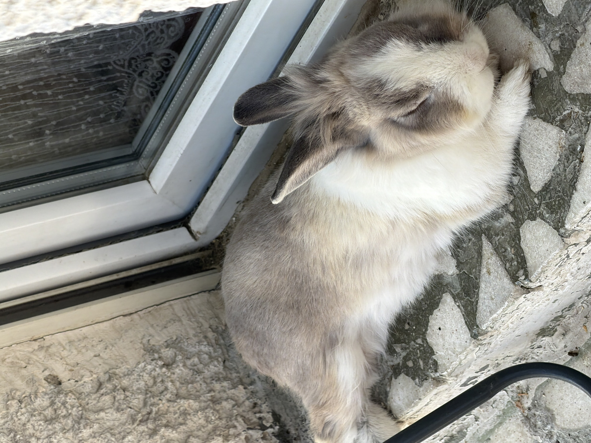 A light brown and white rabbit is lying asleep on a stone ledge outside a window. The rabbit's eyes are closed, and its ears are relaxed. The stone ledge is made of irregular, light-colored stones. Behind the rabbit, a white window frame and a lace curtain are visible. The overall setting appears to be an outdoor windowsill, possibly in a residential area of Pazardzhik, Bulgaria, though no specific landmarks or identifying features place it definitively within that city.