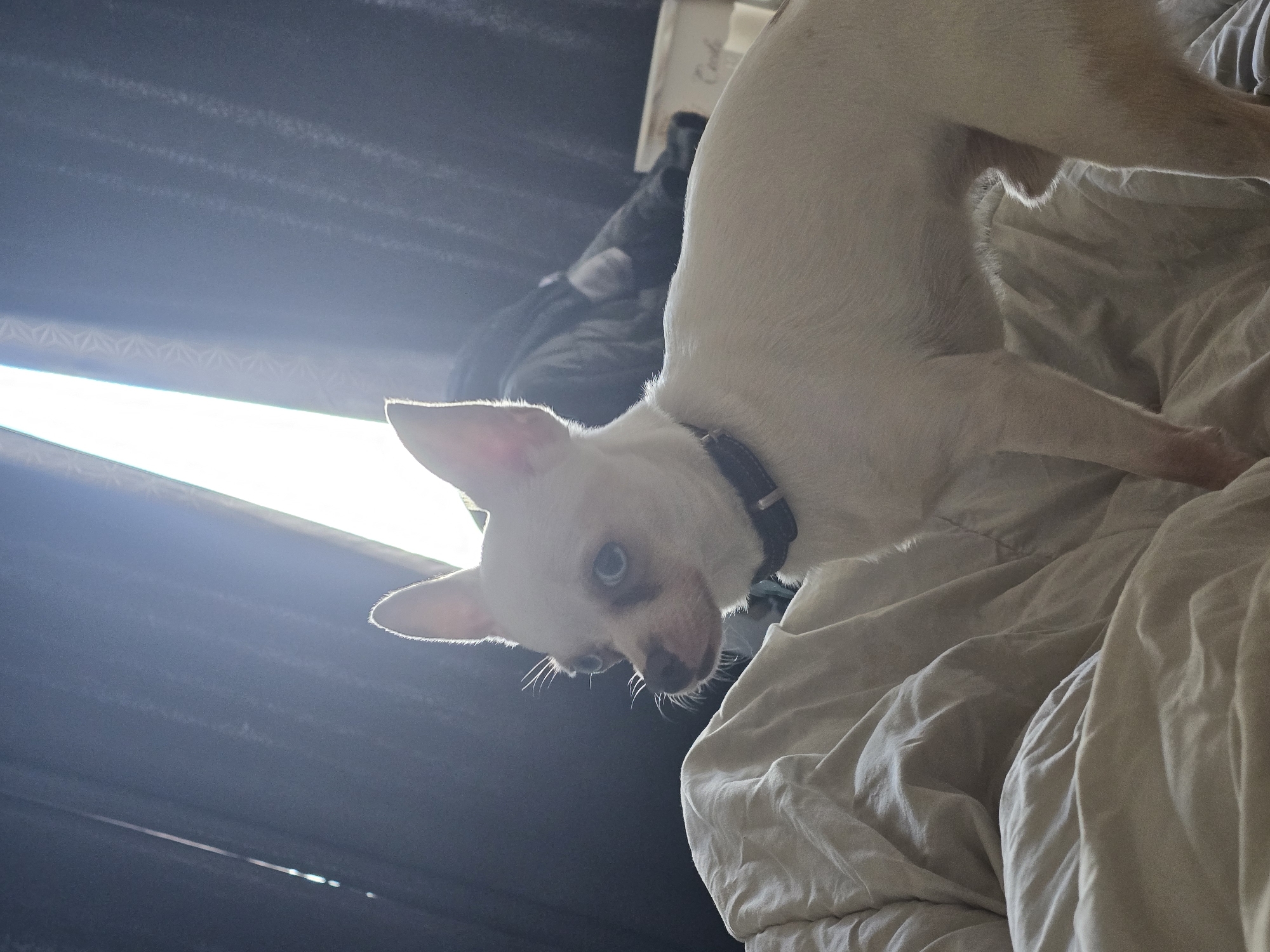 A small, white dog with a black collar is perched on a bed with rumpled white sheets. The dog is looking down and to the left, its head tilted. The background is dark, possibly a wall or curtain, with a bright light source coming from the left. The location is not specified in the image.