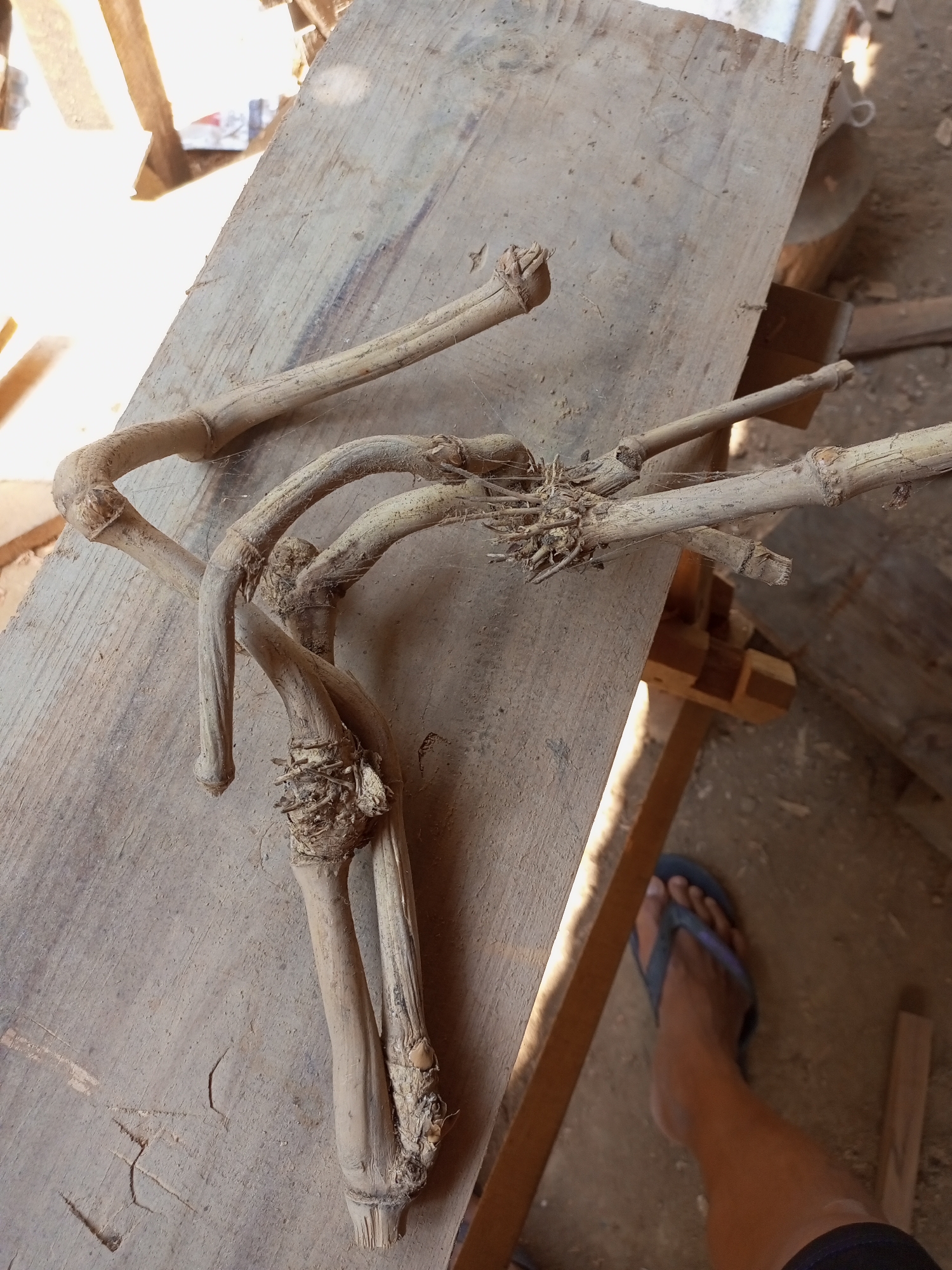 The image shows a close-up of a piece of dried bamboo with multiple stems, lying on a weathered wooden surface. The bamboo is light brown and appears dry and somewhat brittle, with visible nodes and some frayed ends. It is arranged in a somewhat tangled manner, with several stems curving and intersecting. The wooden surface is rough and shows signs of age and use, with some dirt and scratches. In the lower right portion of the image, a person's bare foot wearing a blue flip-flop is visible. The background is out of focus but suggests an outdoor or workshop environment with more wooden structures and debris. The scene is lit by natural light, casting shadows. The location is identified as Jatipurno, Indonesia, suggesting a rural or semi-rural setting where such materials might be found or worked with.