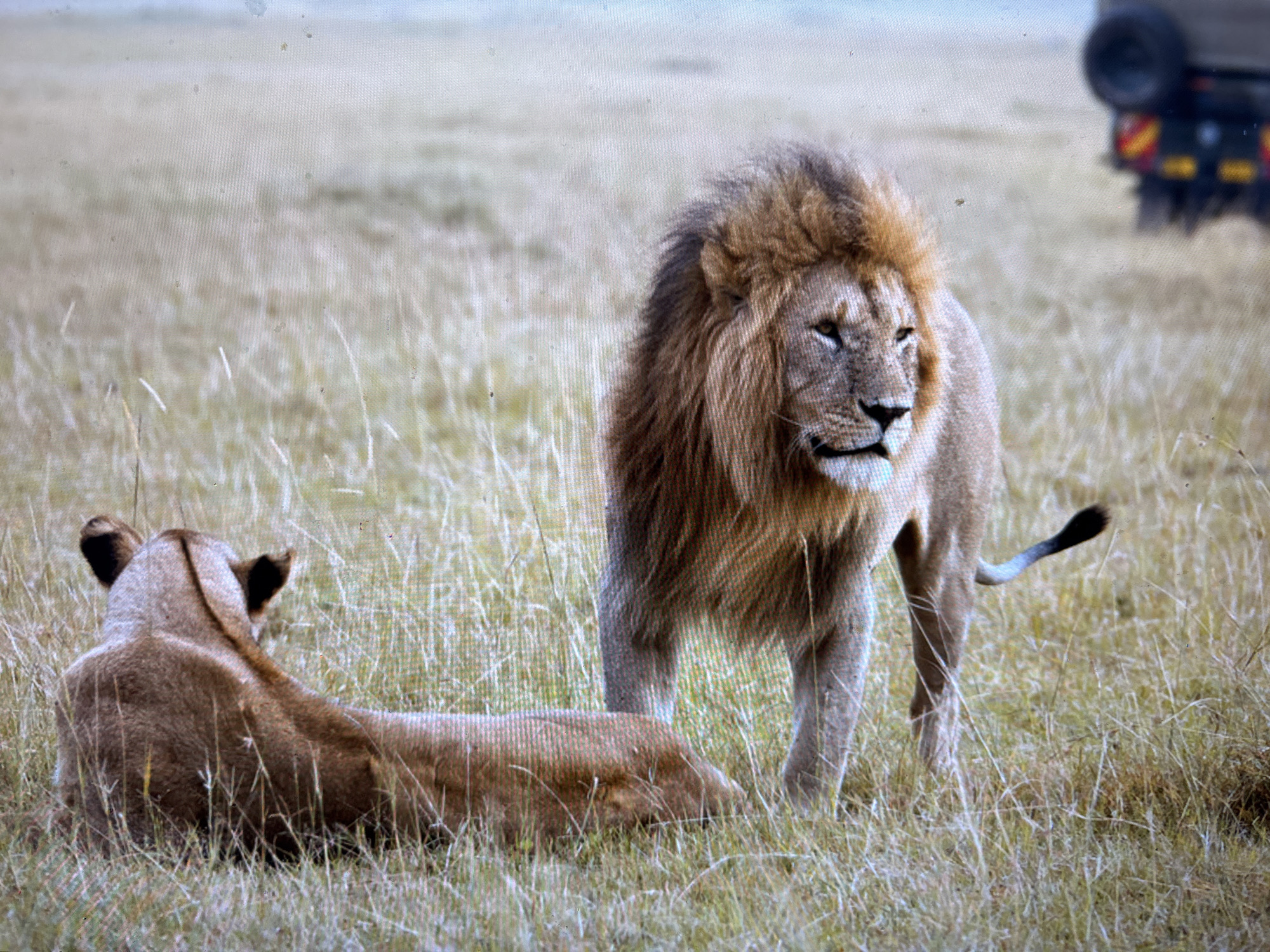 The image depicts two lions in a grassy savanna-like environment. A male lion with a full mane stands facing right, looking towards something out of frame. To the left, a lioness is lying down, facing away from the camera. In the background, the rear of a safari vehicle is visible, suggesting a wildlife viewing context. The overall scene is outdoors with dry, tall grass and a muted, overcast sky. The location of Sofia, Bulgaria is not depicted in this image.