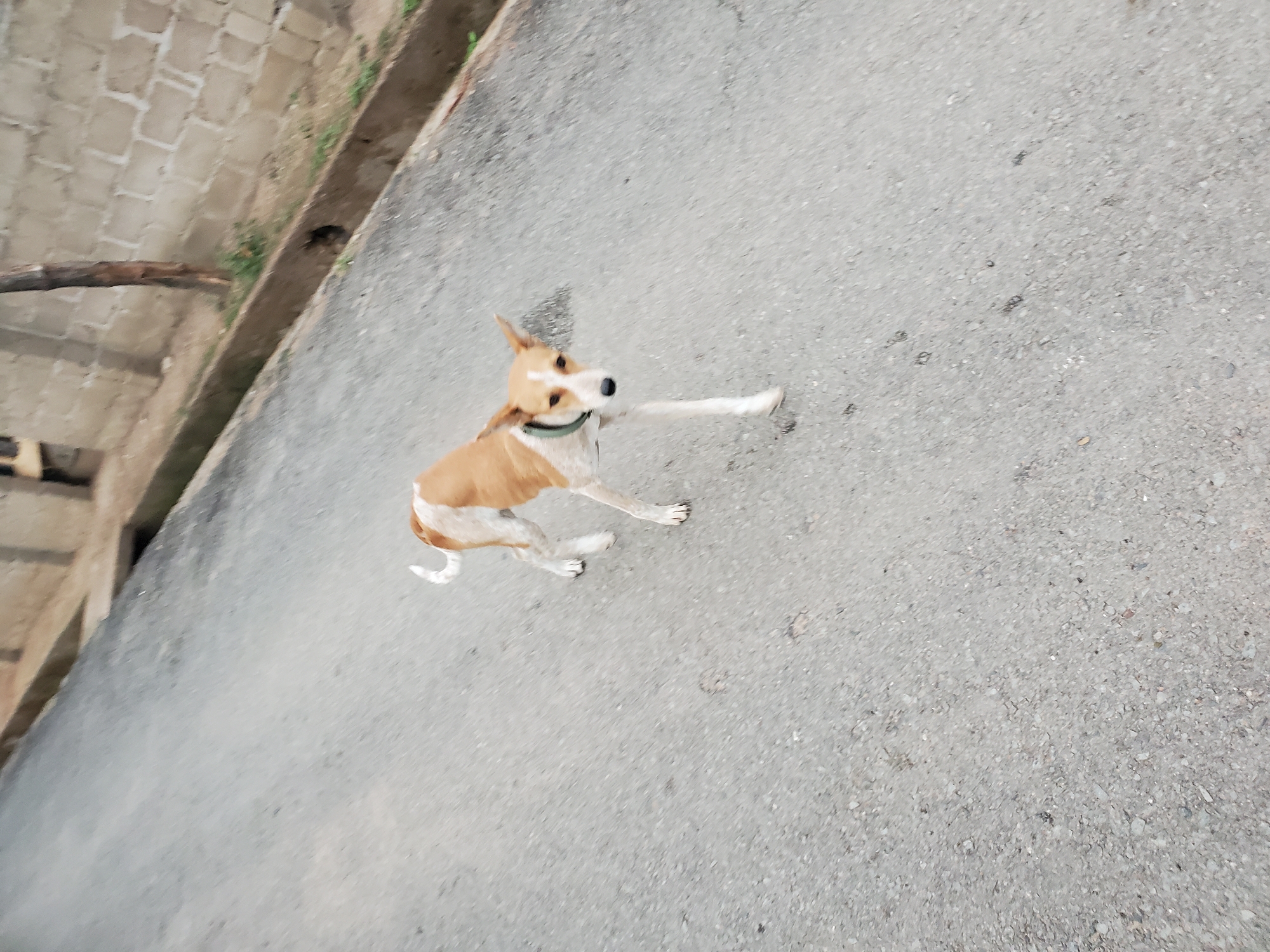 An aerial shot shows a tan and white dog running across a gray asphalt surface in Mararaba, Nigeria. The dog wears a dark collar and appears to be in motion. A concrete structure with a stick is visible in the upper left corner. The asphalt surface has a grainy texture with scattered debris.