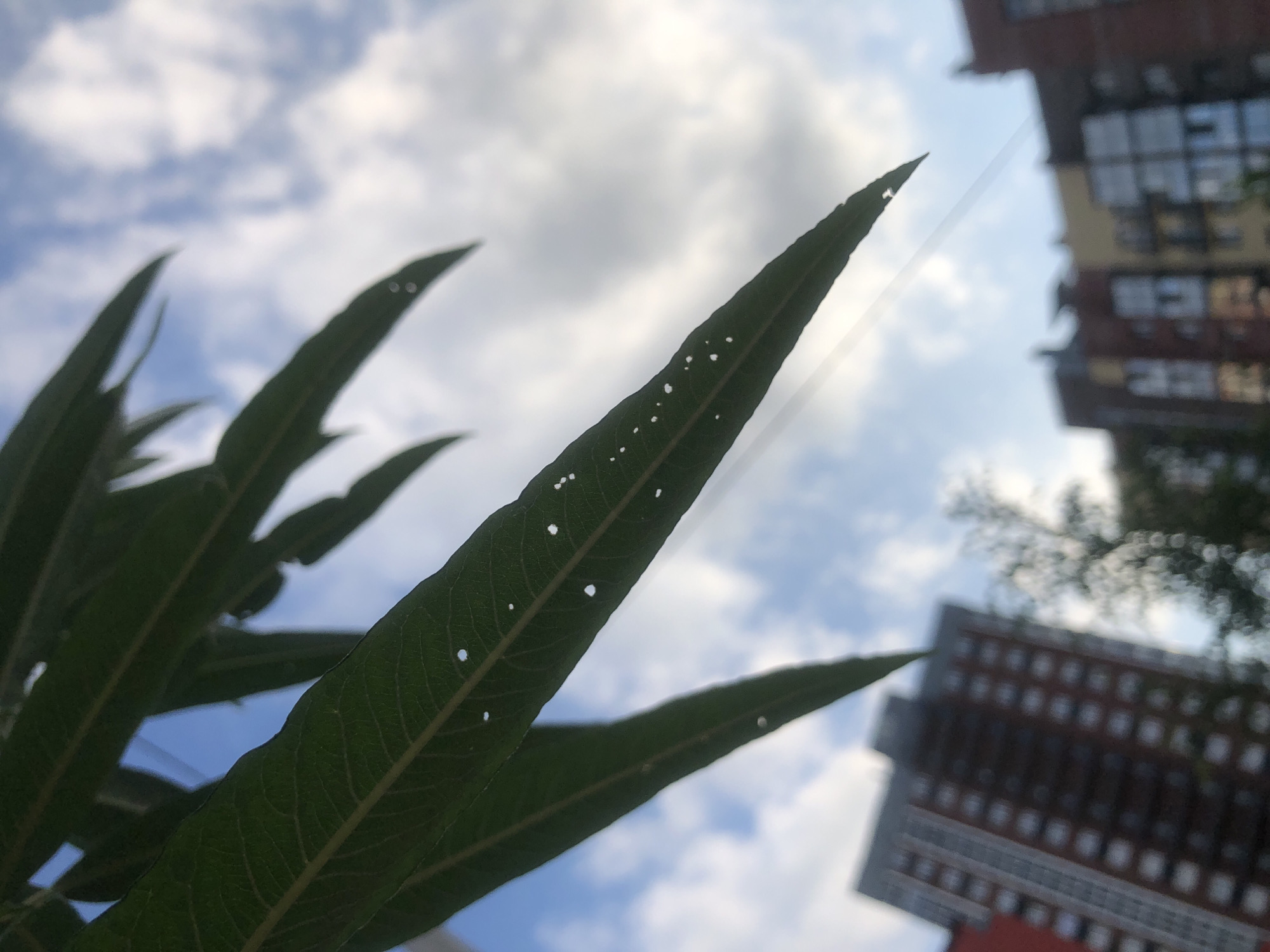 The image captures a low-angle perspective looking upwards towards a cloudy sky. Several dark green leaves with small white specks are in the foreground, obscuring parts of the background. In the middle ground and background, out-of-focus apartment buildings are visible. One building on the left is tall and appears to be red and brown with many windows. To the right, other buildings are less distinct, showing a mix of brick colors and windows. A bare tree or bush is visible between the buildings on the right. The sky is a mix of blue and white clouds. The overall impression is an urban environment viewed through foliage on a partly cloudy day.