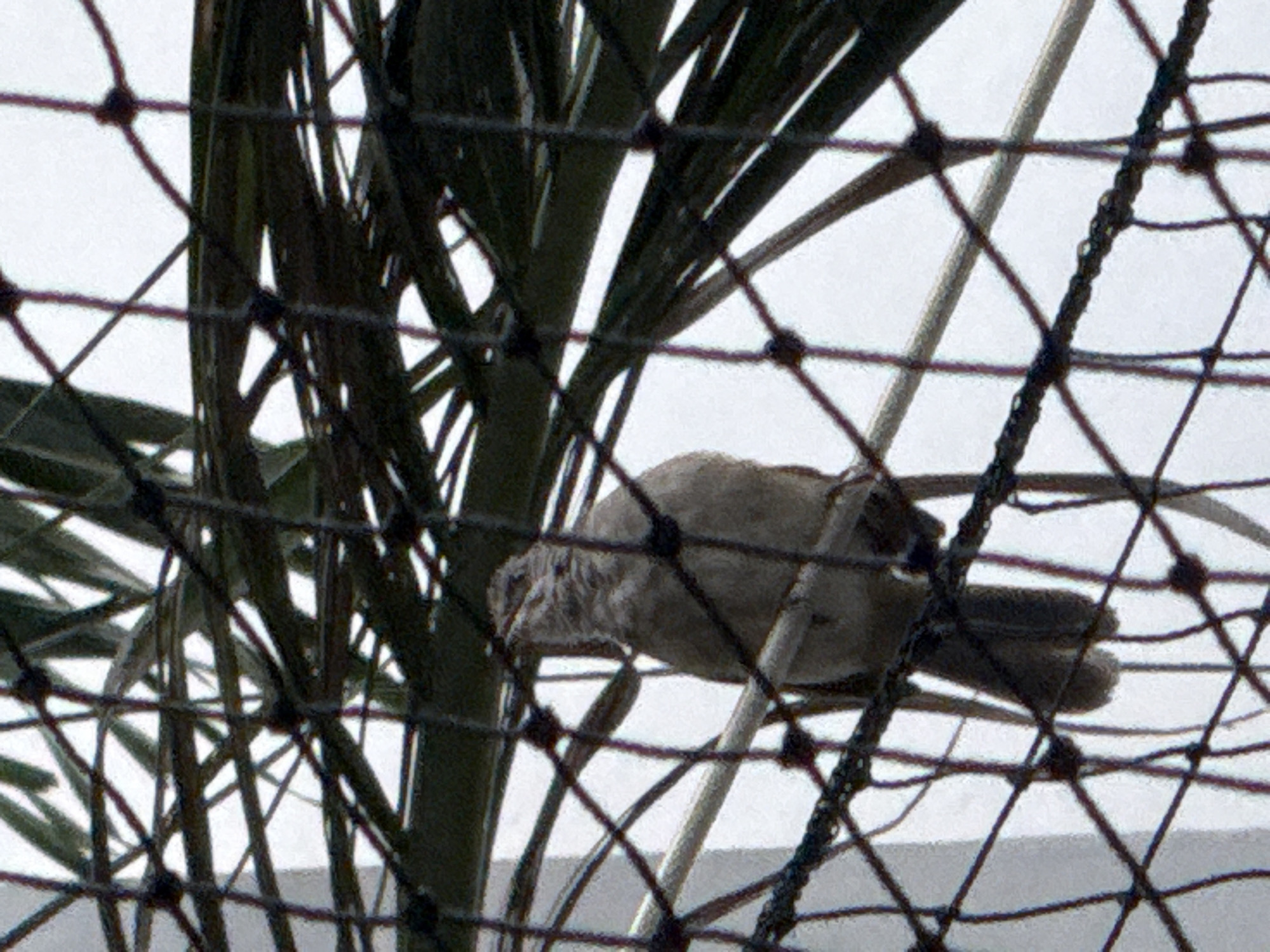 A light brown bird is perched on a horizontal bar, seen through a black mesh fence. The bird is facing to the left, with its head slightly turned towards the viewer. Behind the bird, out of focus, are dark green palm fronds and a bright, overcast sky. The mesh fence is composed of intersecting black cords, creating a diamond pattern. The scene appears to be outdoors, possibly in a garden or park setting in Nha Trang, Vietnam.