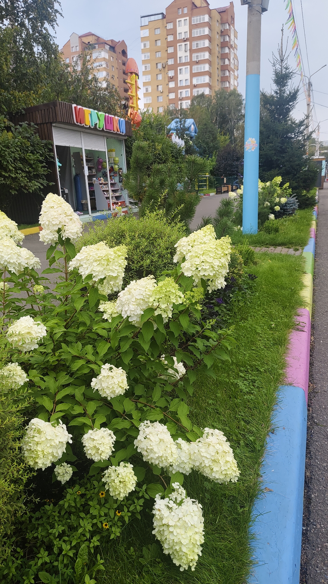 The image depicts an outdoor scene in a city, likely Krasnoyarsk, Russia, featuring a small kiosk selling toys, surrounded by greenery and residential buildings. The kiosk, identified by the sign "ИГРУШКИ" (Toys) in colorful letters, has its shutter open, revealing shelves stocked with various items. In front of the kiosk, and extending into the foreground, are lush bushes with abundant white hydrangeas in bloom.
To the right of the kiosk, a sidewalk or paved area is visible, bordered by a grass strip and a curb painted with alternating bands of blue, pink, and yellow. A utility pole, also partially painted blue, stands along the sidewalk. In the background, multi-story residential buildings with a modern architectural style dominate the skyline. The overall impression is a street view in a well-maintained urban area, possibly a park or a commercial district, with elements of nature integrated into the urban landscape. There are no people visible in the image.