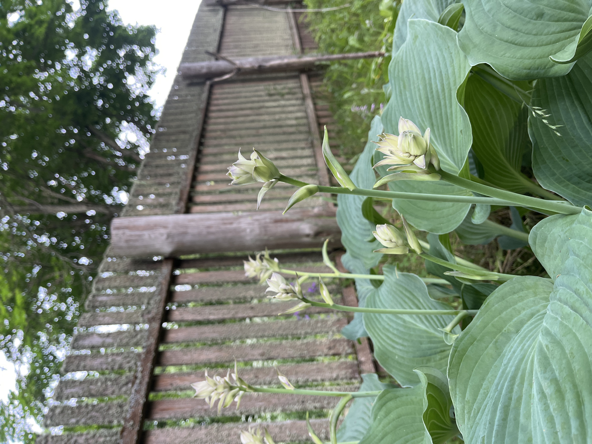 This is a low-angle, close-up, eye-level, outdoor, daytime, nature photograph. The subjects are large, green hosta leaves and pale green hosta flowers, with a weathered wooden structure in the background. The wooden structure appears to be a rustic trellis or fence, composed of horizontal wooden slats and vertical wooden supports. The wood is aged and weathered, with some moss or lichen visible, suggesting it has been outdoors for some time. Above and to the left of the wooden structure, the blurry green foliage of a tree and the bright sky are visible, with some out-of-focus bokeh effects.
The hosta plant, with its prominent, veined leaves and developing flower stalks, occupies the right side of the frame. The flowers are in various stages of bloom, with some closed buds and others partially open, revealing delicate, pale green petals. The lighting suggests it is daytime, likely with diffused sunlight given the soft illumination. There are no people or visible text in the image. The overall mood is serene and natural, focusing on the details of the plant and its rustic surroundings. The location context of Starye Politsy, Russia, suggests a temperate climate and potentially a garden or natural setting.