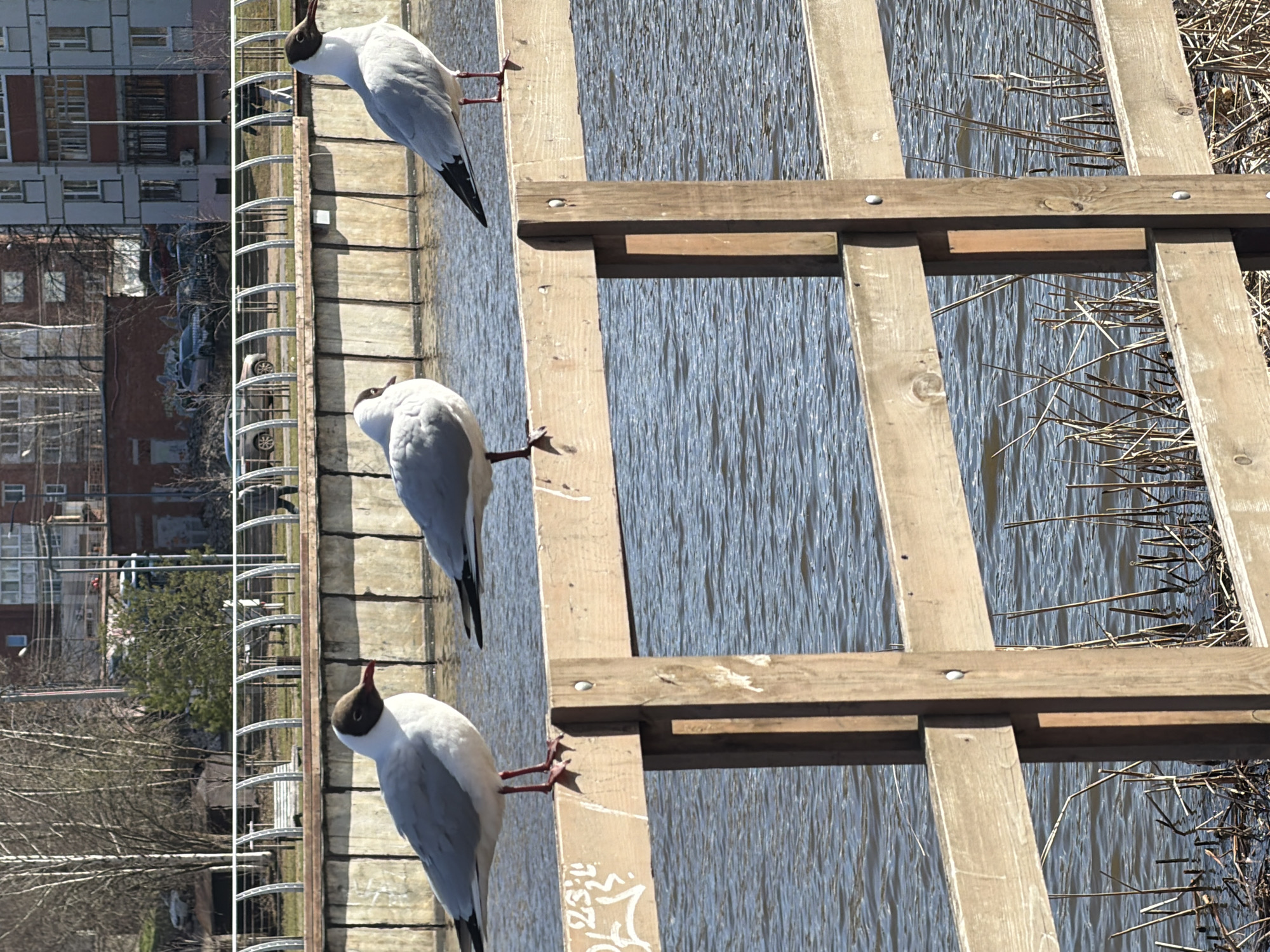 The image shows three black-headed gulls standing on a wooden pier over a body of water. The pier is made of wooden planks and beams, with water visible through the spaces. Some dry reeds or vegetation are visible to the right of the pier. In the background, on the left side of the image, there is a cityscape featuring apartment buildings, trees, and bare branches. The scene appears to be in Votkinsk, Russia, based on the urban environment and architectural style. The gulls are interacting with the pier by standing on it, while the pier is positioned over the water.