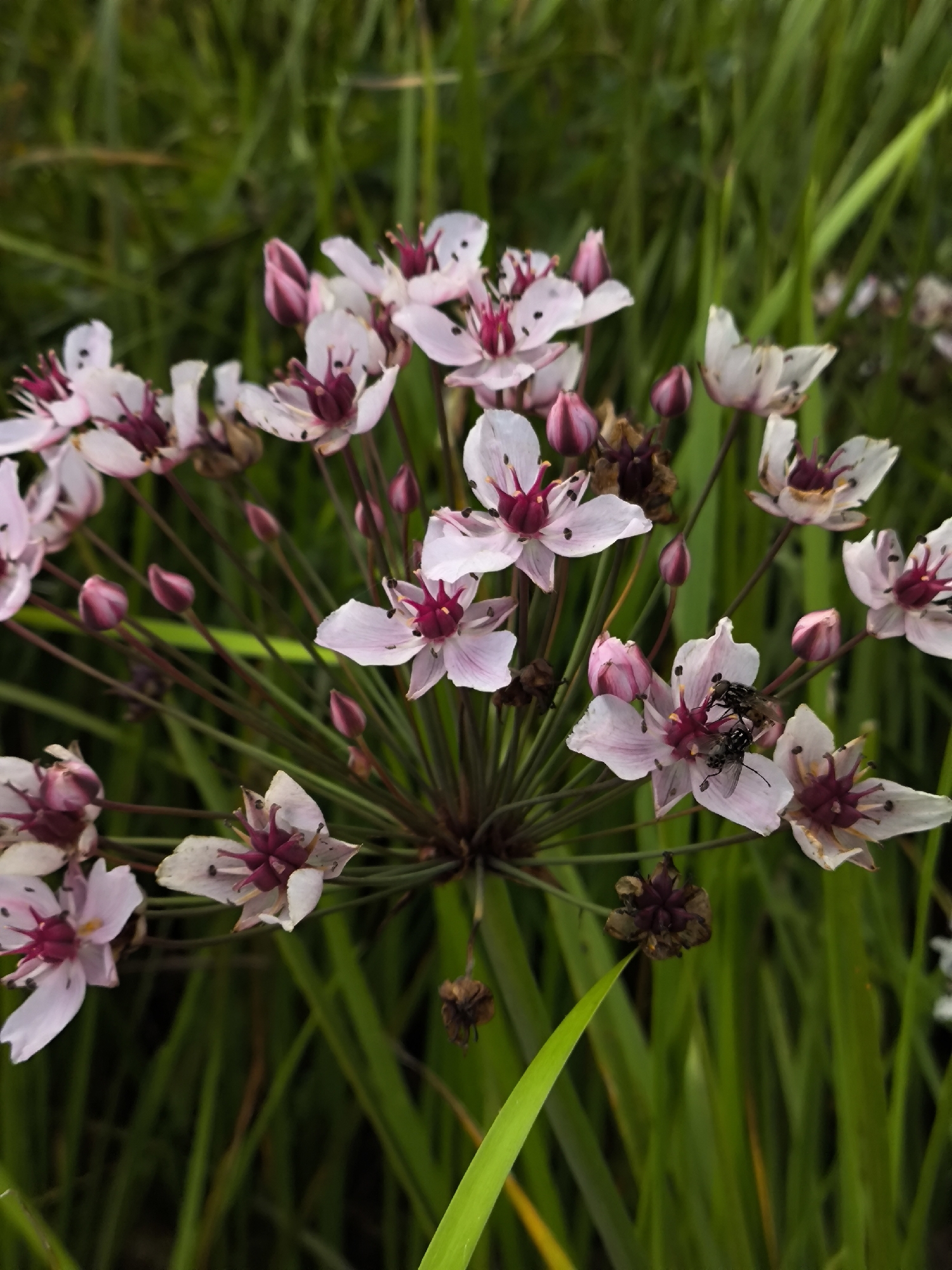 The image displays a cluster of delicate pink and white flowers with dark pink centers, set against a backdrop of lush green grass and vegetation. A few buds are visible among the open blossoms. Two small flies are actively interacting on one of the flowers, with their bodies clearly visible. The lighting suggests it is daytime, with soft natural light illuminating the scene. No elements in the image directly indicate a specific location within Kaliningrad, Russia, or any other city. The environment appears to be a natural or semi-natural outdoor setting, possibly a garden, park, or wetland area.