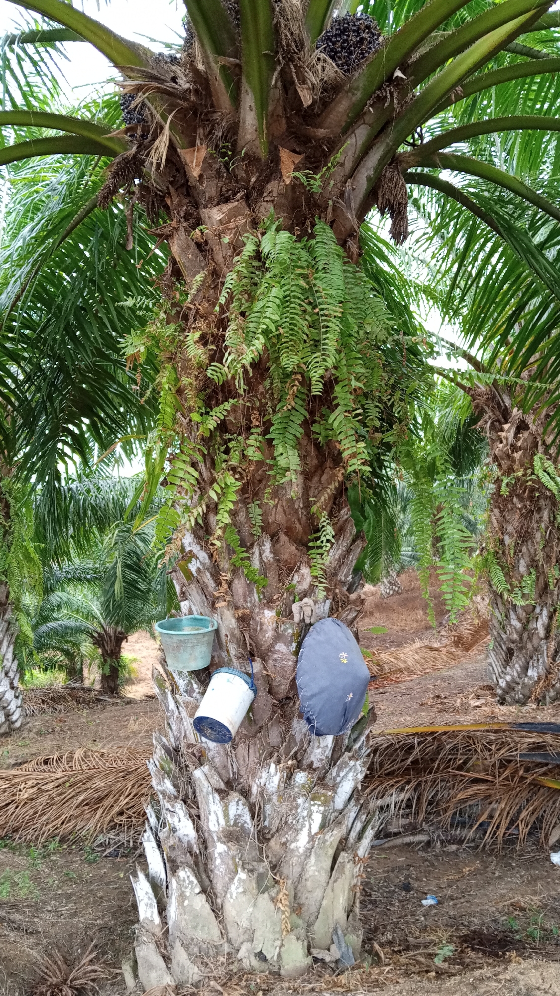 This is a full-shot, eye-level, outdoor photograph of a palm tree in Buketteukuh, Indonesia. The palm tree trunk is thick and rough, covered in leaf scars. A large cluster of dark berries hangs from the top of the tree. Hanging from the trunk, at mid-height, are a light blue bucket, a white bucket with a blue rim, and a gray fabric bag with a floral design. Vines and ferns grow down the trunk of the tree. The ground is covered with dry palm fronds and dirt. Other palm trees are visible in the background, as well as an overcast sky.