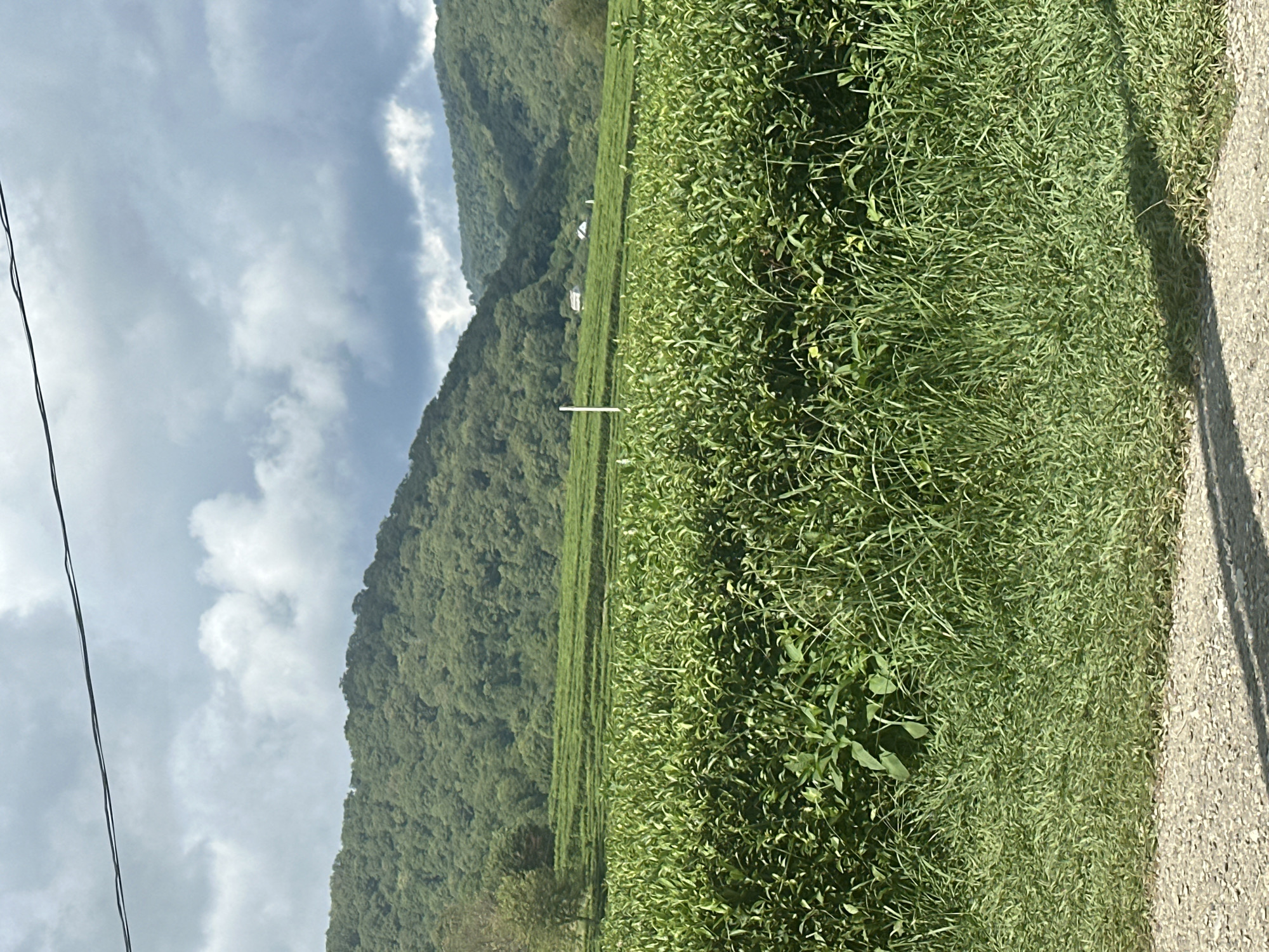 The image depicts a lush, green landscape with rolling hills covered in dense forest, characteristic of the natural environment surrounding Bolshoy Kichmai, Russia. In the foreground, a vast field of vibrant green tea bushes stretches across the frame, meticulously maintained in terraced rows. The tea plants are dense and appear healthy, suggesting a productive plantation.
Further back, beyond the tea fields, a solitary tree stands to the left, its leaves a lighter green against the darker foliage of the surrounding forest. The hills rise in the background, their slopes blanketed in a uniform canopy of trees. Two small white structures, possibly houses or outbuildings, are visible nestled on the slopes of the hills, indicating a human presence within the natural setting.
The sky above is a dramatic mix of dark, brooding clouds and patches of brighter, possibly sunlit, areas, hinting at dynamic weather conditions. A thin, dark electrical wire stretches horizontally across the upper portion of the image, a subtle reminder of the infrastructure that connects this scenic area. In the immediate foreground, a rough, gravelly surface, likely a road or pathway, is visible, with a shadow cast upon it, suggesting the presence of an unseen object or person. The overall scene conveys a sense of natural beauty and agricultural cultivation in a rural setting.