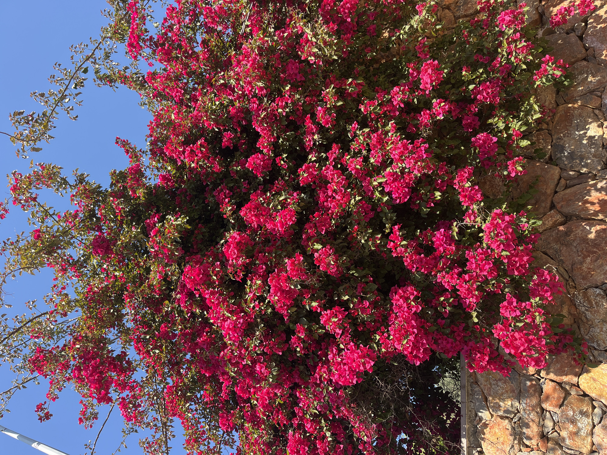 A medium-angle shot of a vibrant bougainvillea plant in full bloom against a clear, blue sky. The plant, with its bright pink bracts, covers a stone wall on the right side of the frame. The wall is constructed of light brown and tan stones of various sizes. Some green leaves are visible within the dense pink flowers. The sky is visible in the upper left corner. The location is suggested to be Alanya, Turkey.