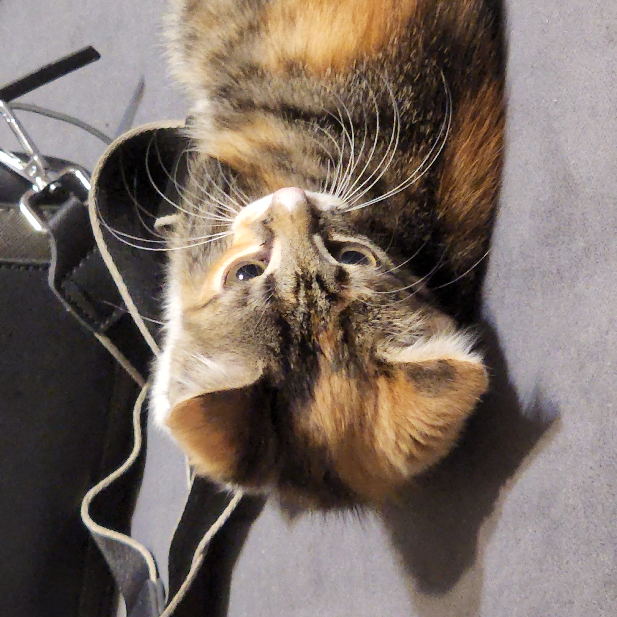 The image is a close-up, eye-level shot of a calico cat lying on a gray surface, possibly a rug or a mat. The cat is on its side, with its head turned towards the viewer, and its eyes are wide open and alert. The cat's fur is a mix of brown, black, and orange, with white on its chest and face. The cat's whiskers are long and white, fanning out from its muzzle. In the background, a dark, textured object, likely a bag, is visible, along with a strap that drapes over the cat and the surface. The lighting is dim, casting a shadow of the cat onto the gray surface. There are no people or indications of a specific location in Moscow, Russia.