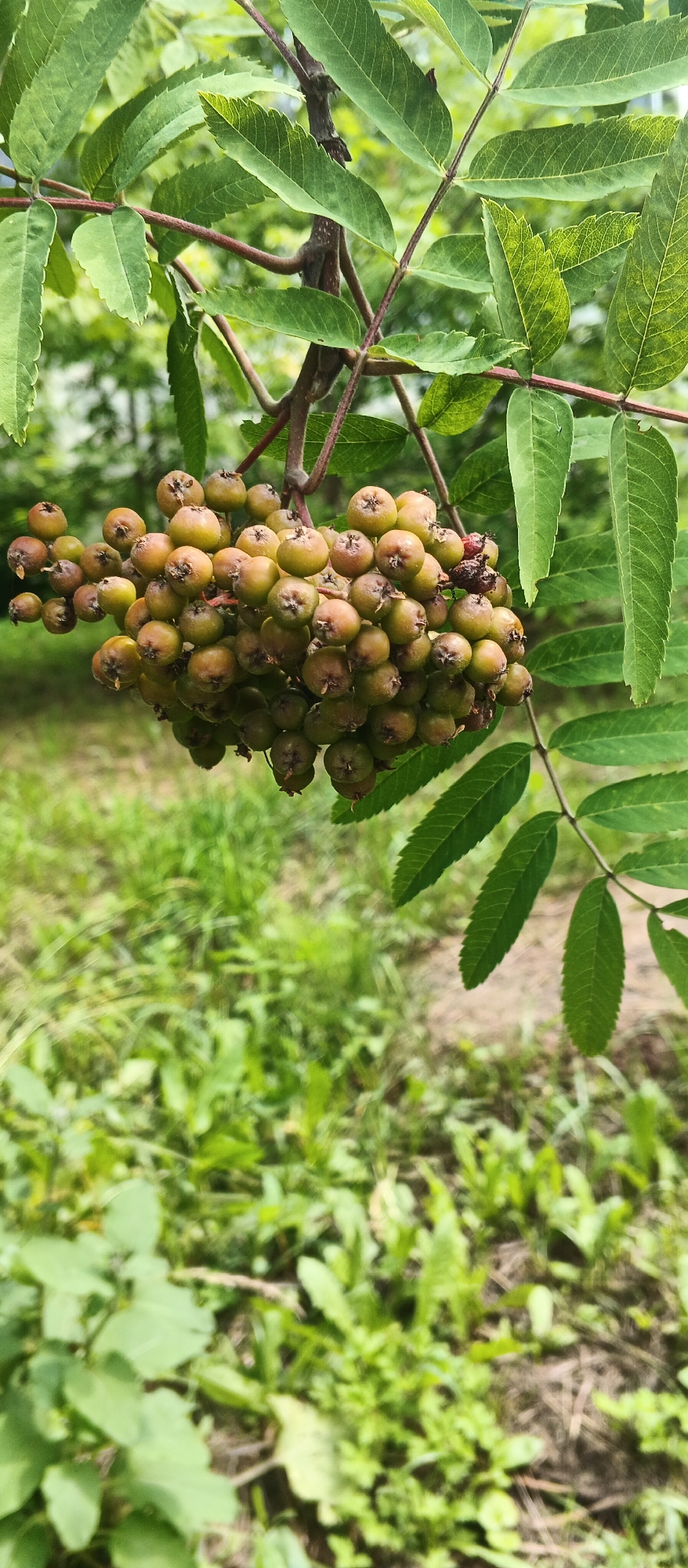 The image is a close-up, vertical shot of a cluster of unripe rowan berries, green to light brown in color, hanging from a branch. The berries are round and small, clustered together on thin stems. Compound leaves with serrated edges are visible above and to the right of the berries. The background is a soft blur of green foliage and grass, suggesting an outdoor, natural setting. There is no indication of a specific location within the city of Izhevsk, Russia. No people are present, and no actions are occurring. The scene is static and focused on the botanical subject.