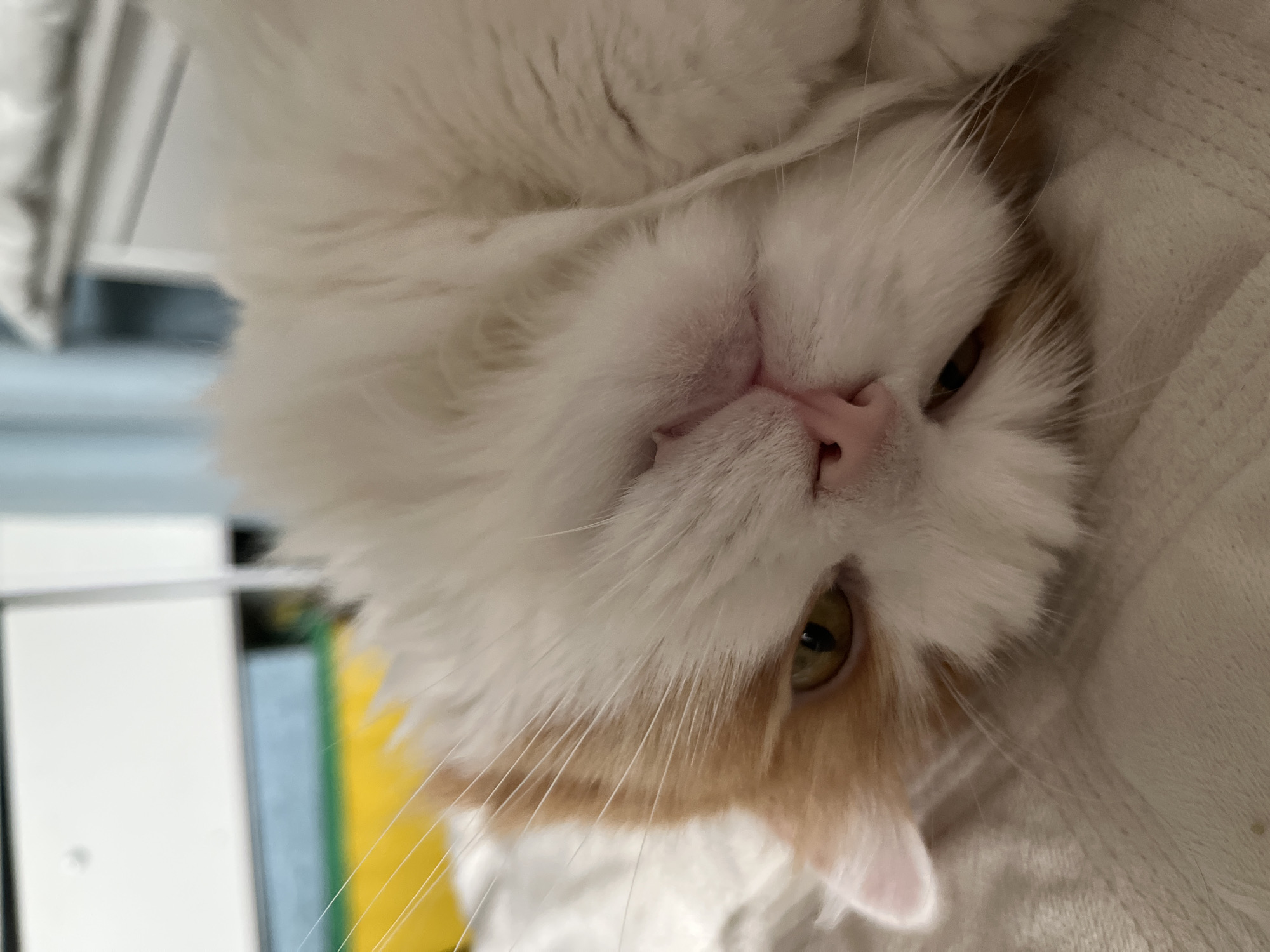 The image is a close-up, overhead shot of a fluffy white and orange cat lying on its side on a textured, light-colored surface, likely a bed or blanket. The cat's head is tilted, with its left eye, which is green-yellow, partially visible. Its nose is a soft pink, and its mouth is slightly open, revealing a glimpse of its teeth. The cat's fur is long and appears soft. In the blurred background, there are hints of shelves with colored objects, possibly books or boxes, and a light blue wall. The lighting is soft and natural. The image was captured in an indoor setting.