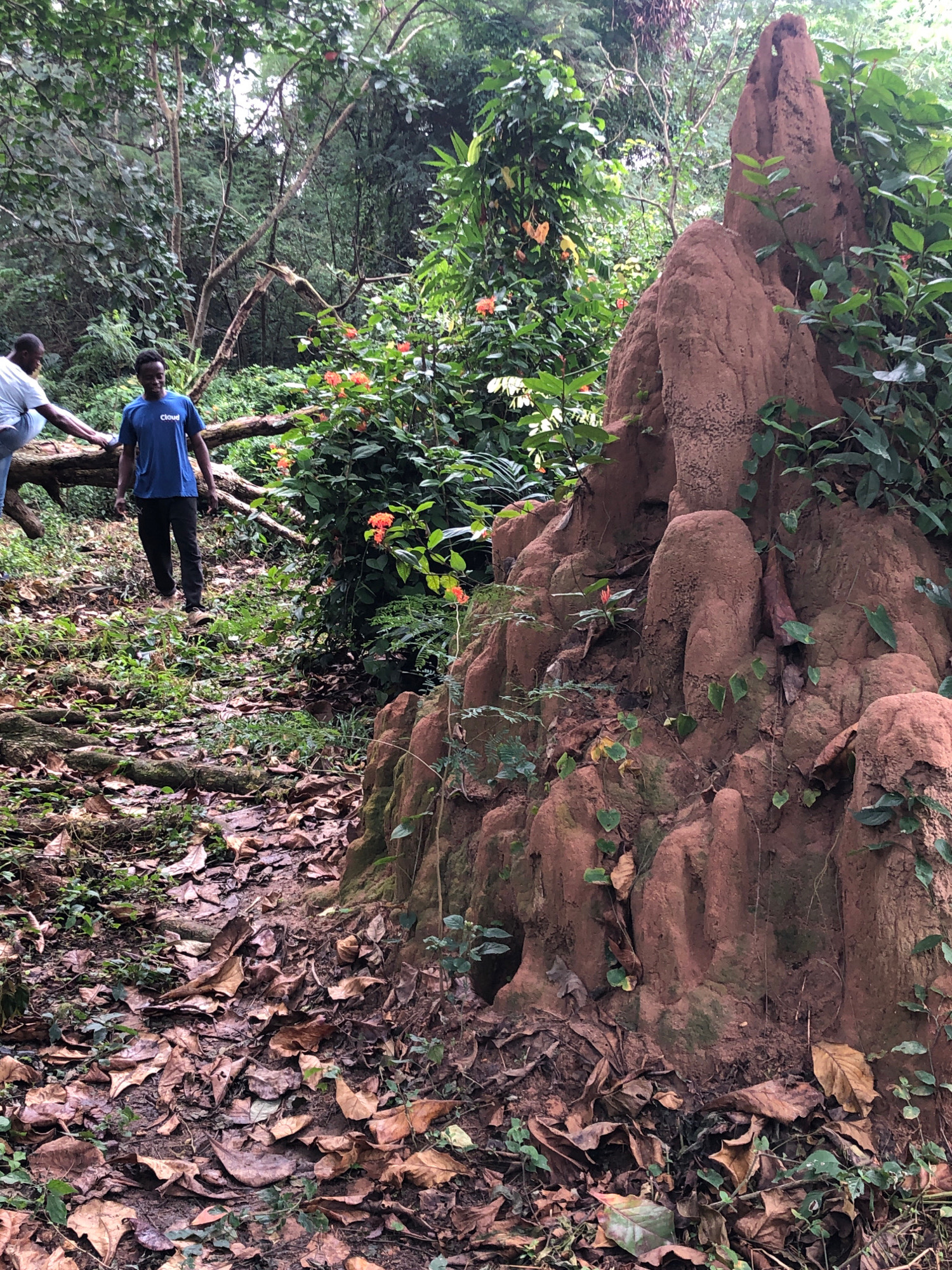 In Iju, Nigeria, a scene unfolds within a verdant, overgrown forest, dominated by a massive, conical termite mound constructed from reddish-brown soil. The mound, intricately sculpted with various textures and hollows, is partially obscured by lush green foliage and scattered orange flowers. In the foreground, a path is strewn with fallen leaves and moss-covered roots, indicating a natural, untamed environment.
Two individuals are present. To the left, a person wearing a white t-shirt is leaning on a fallen log, with their legs visible as they ascend the path. To the right, a person in a blue t-shirt with the word "cloud" printed on it is walking along the path, looking towards the termite mound. Both individuals appear to be navigating the uneven terrain of the forest floor. The surrounding vegetation is dense, with tall trees and various plants creating a canopy overhead, dappled with sunlight filtering through the leaves. The overall impression is one of a natural exploration within a dense, tropical forest setting.
