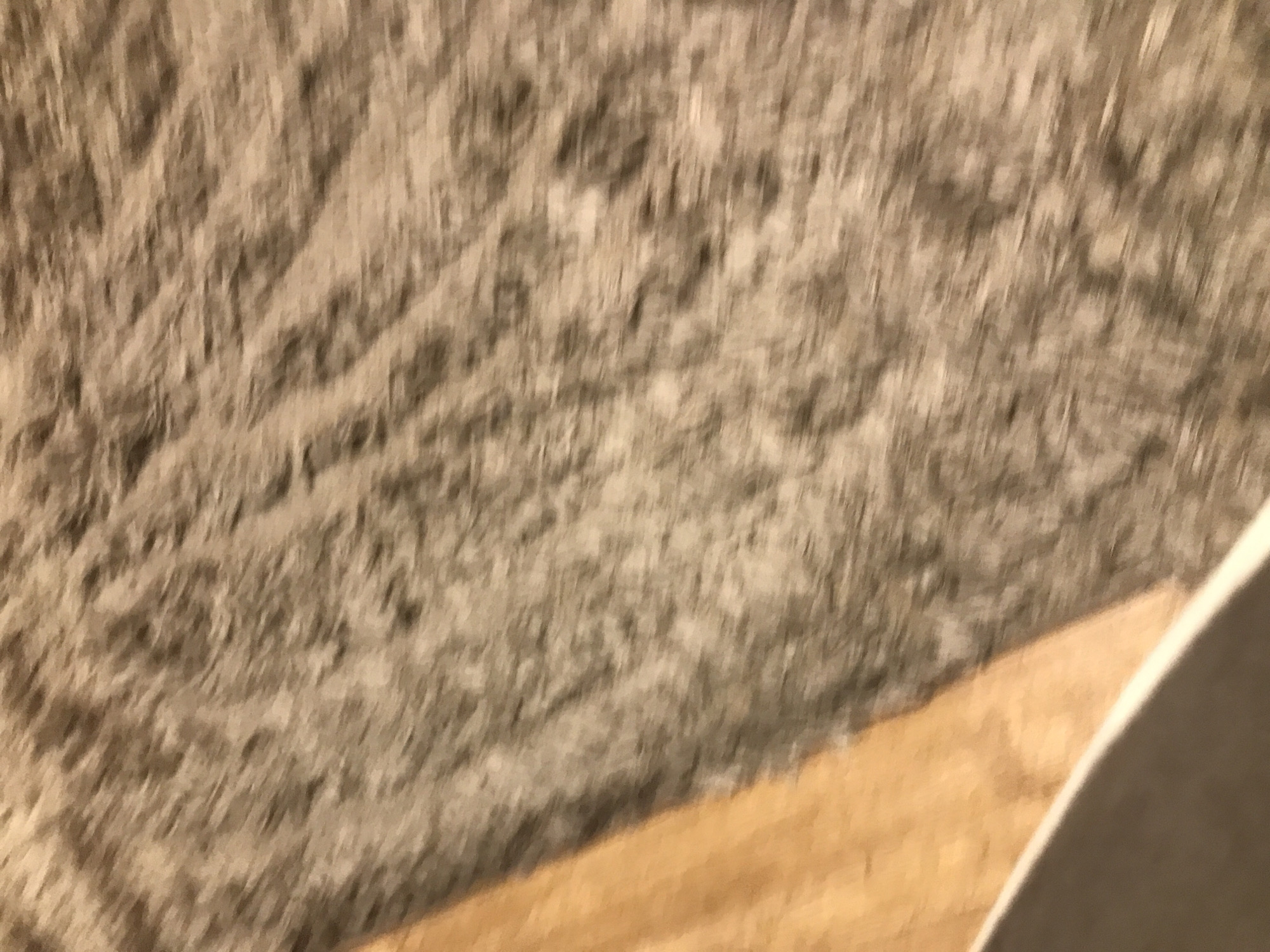 The image shows a close-up, blurred view of a brown shag carpet and a portion of light-colored wood flooring. A curved, white surface is partially visible in the lower right corner. The location and environment are undeterminable. No people or actions are depicted. The subject is the carpet and flooring materials. No interaction is visible. The information needed to identify the location as Yerevan, Armenia, is not present in the image.