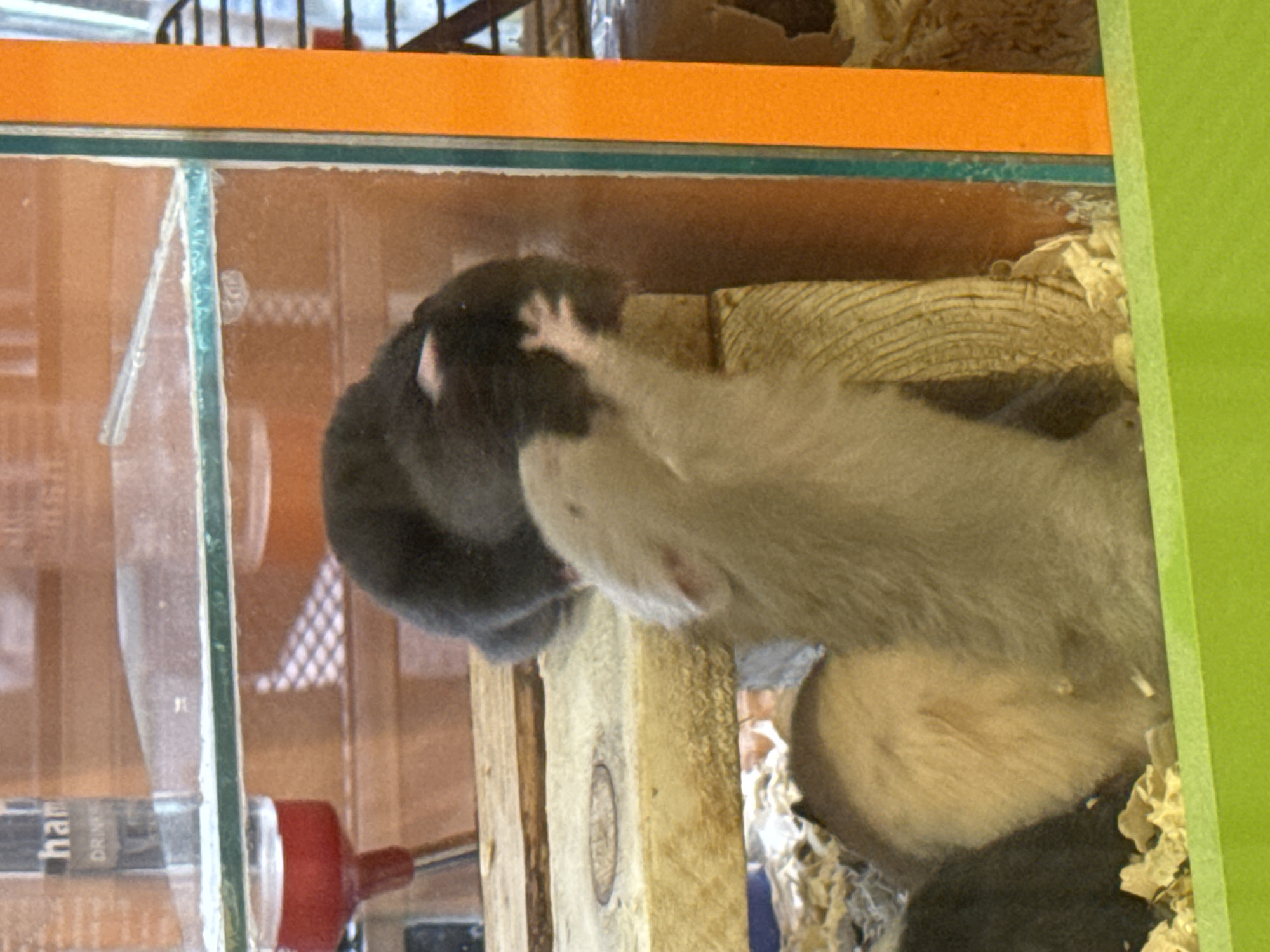 Two rats are in a glass enclosure with an orange frame on top and a green frame on the right side. The enclosure contains wood, paper bedding, and a water bottle. One rat is grey, and the other is light brown and white. The light brown and white rat has its paw on the grey rat. The scene is possibly located in Perm, Russia, given the user's request to specify if it is in that location.