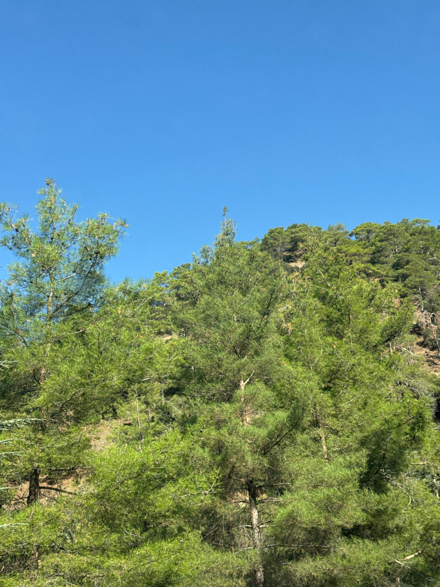 A view of a hilly, forested area in Mylikouri, Cyprus, is captured under a clear, bright blue sky. The foreground is dominated by the lush, green foliage of pine trees, with their needles and branches creating a dense canopy. Some pine cones are visible amongst the branches. The trees extend up the slope of the hill, covering its entirety. The terrain appears rugged and uneven, characteristic of a natural forest landscape. There are no people or man-made structures visible in the image. The scene conveys a sense of natural beauty and tranquility.
