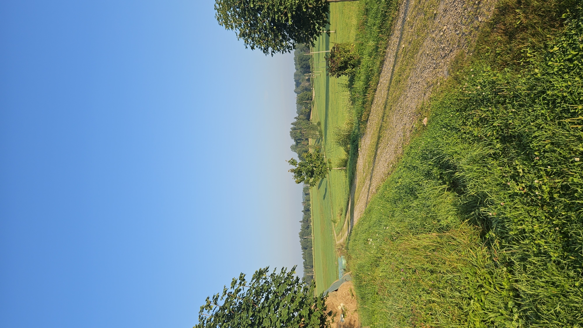 The image depicts a rural landscape in Kapūņi, Latvia, under a clear blue sky. A gravel road curves through a vibrant green grassy field. On the left side of the road, a large tree with lush green leaves stands prominently, next to a large round bale of hay covered with a green tarp. Further into the field, a smaller tree grows. On the right side of the road, another tree with green leaves is visible, and a dense shrub with dark foliage is situated in the middle ground. In the distance, a line of trees forms the horizon, with scattered utility poles visible amongst them. The overall scene conveys a tranquil, pastoral setting.