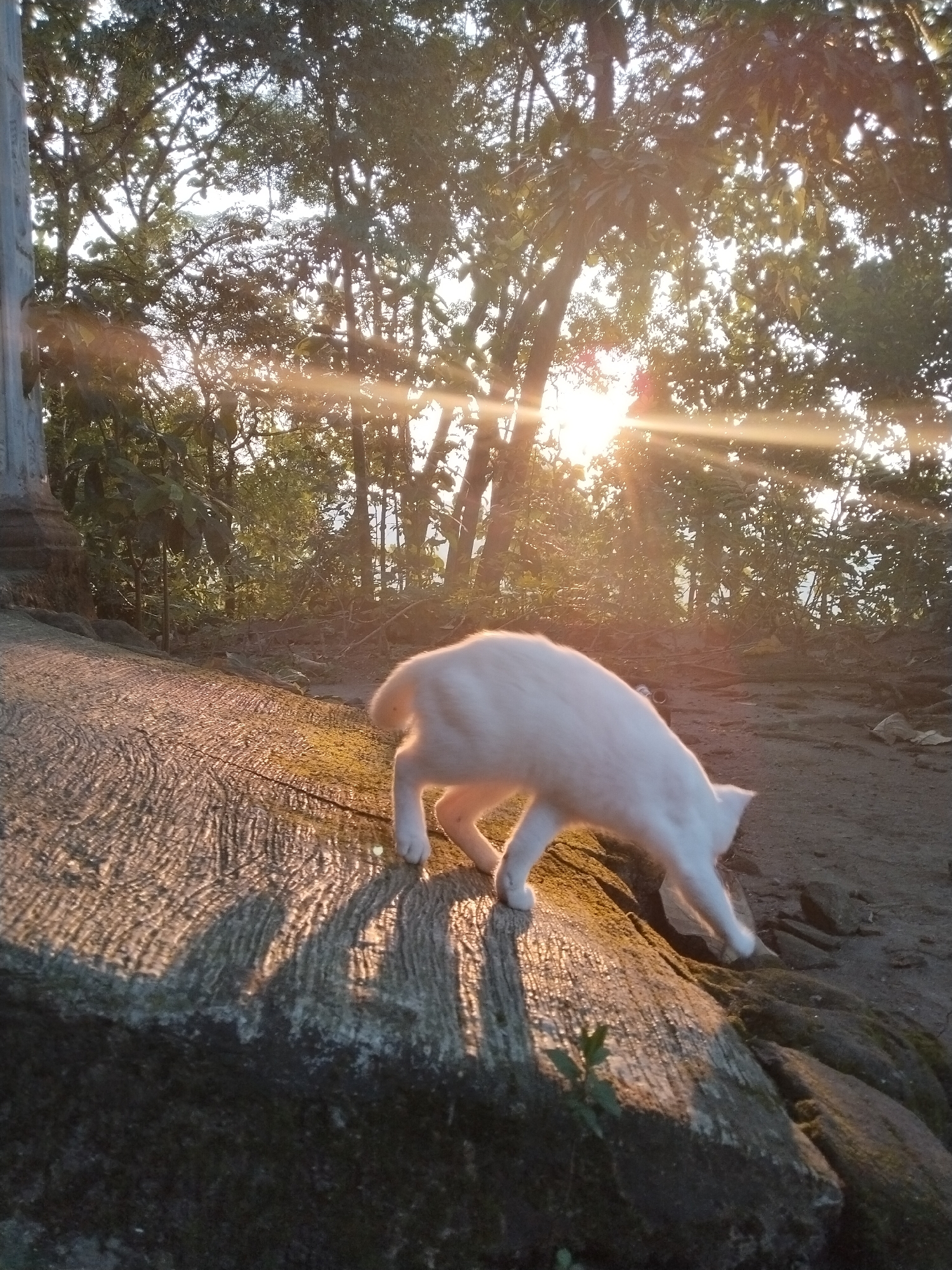A white cat walks on a large, textured surface, possibly a rock formation or concrete structure. The background features trees silhouetted against a bright, slightly obscured sun. The setting appears to be outdoors, likely a natural or semi-natural environment.