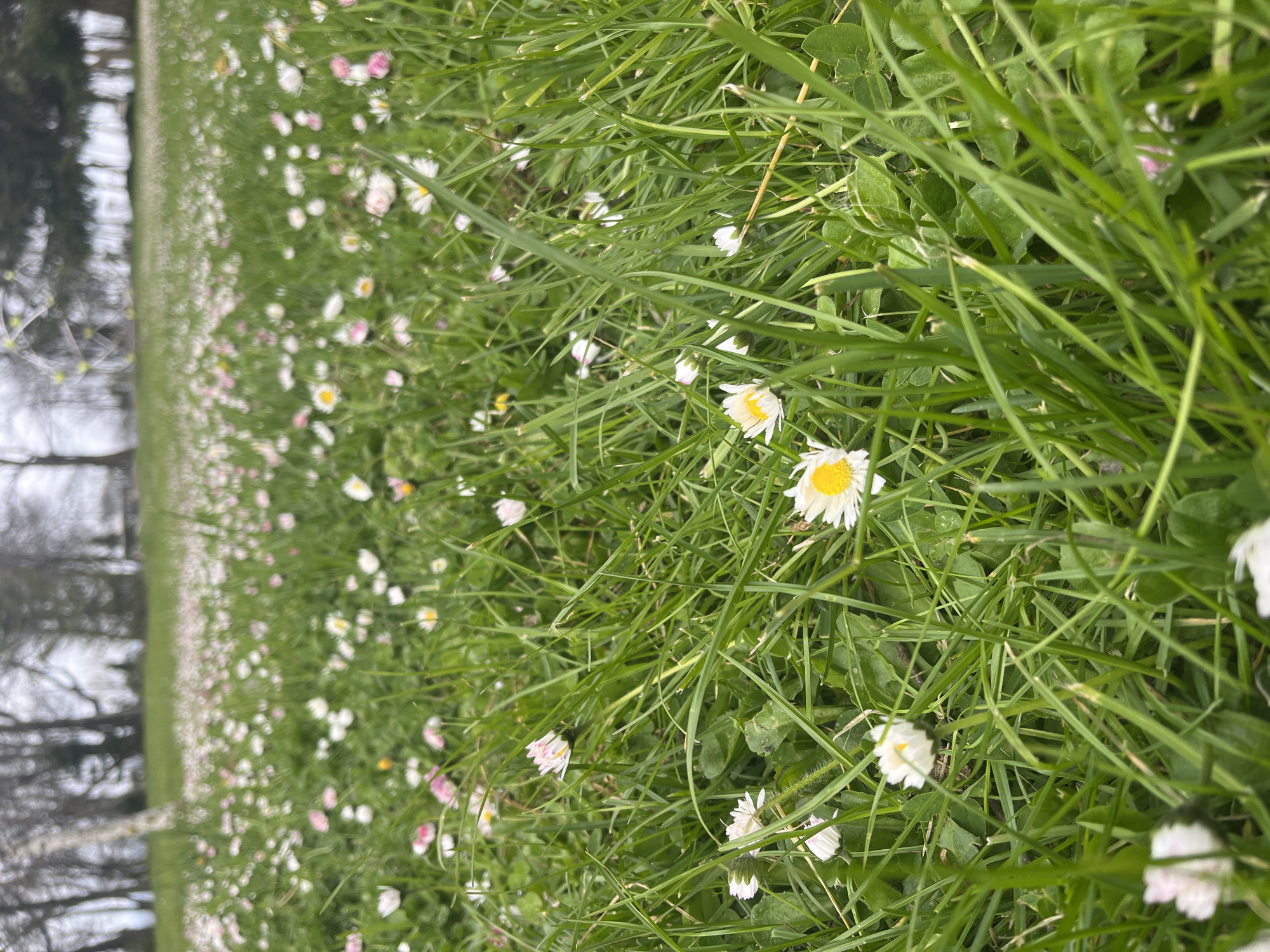 The image shows a field of grass interspersed with daisies, located in a natural environment possibly near Burgas, Bulgaria, although the specific location is difficult to ascertain without additional context. The grass is primarily green, with varying heights and textures. The daisies are small, with white petals and yellow centers. The composition suggests the photograph was taken at ground level. A blurred tree line appears in the background.