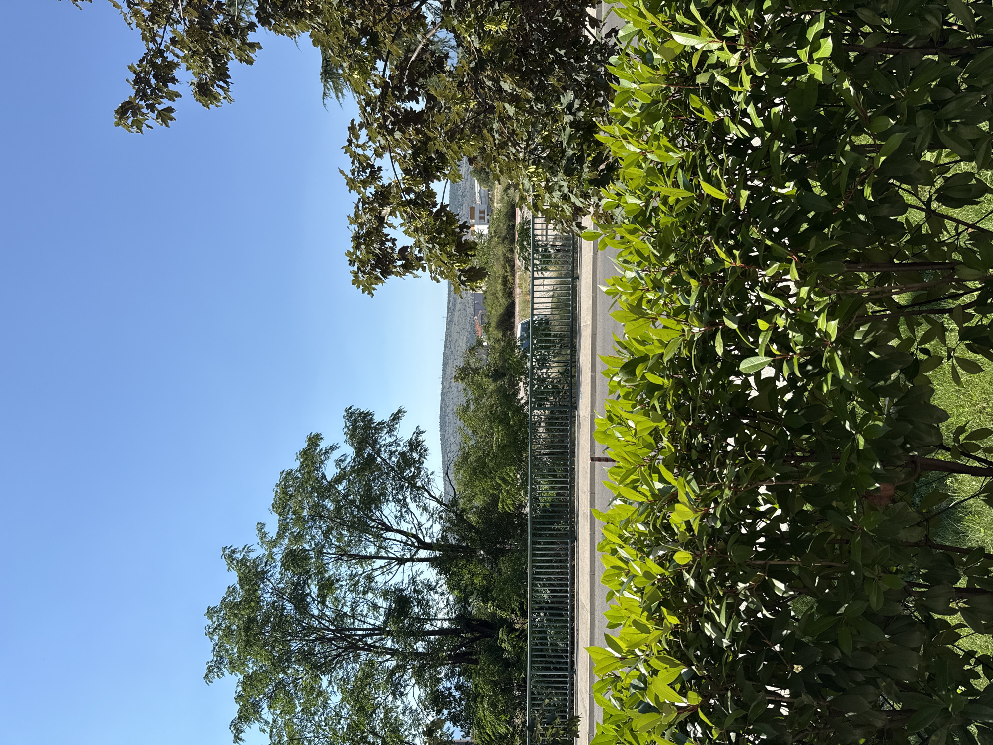 This is a vertical, outdoor, eye-level shot of a tree-lined street with a clear blue sky above. In the foreground, a lush green bush with broad leaves occupies the right side of the frame. To the left, branches of a mature tree with smaller, darker leaves extend from the top of the frame.
Beyond the foreground foliage, a metal fence runs horizontally across the middle of the image, separating the sidewalk from a road. A portion of a light-colored car is visible behind the fence. Further in the distance, a gentle slope is covered with trees, and a few buildings can be seen nestled among them. The background reveals a mountainous landscape under a bright, clear sky, suggesting a sunny day. The overall scene is peaceful and serene, with the natural elements dominating the composition. There is no visible text in the image.