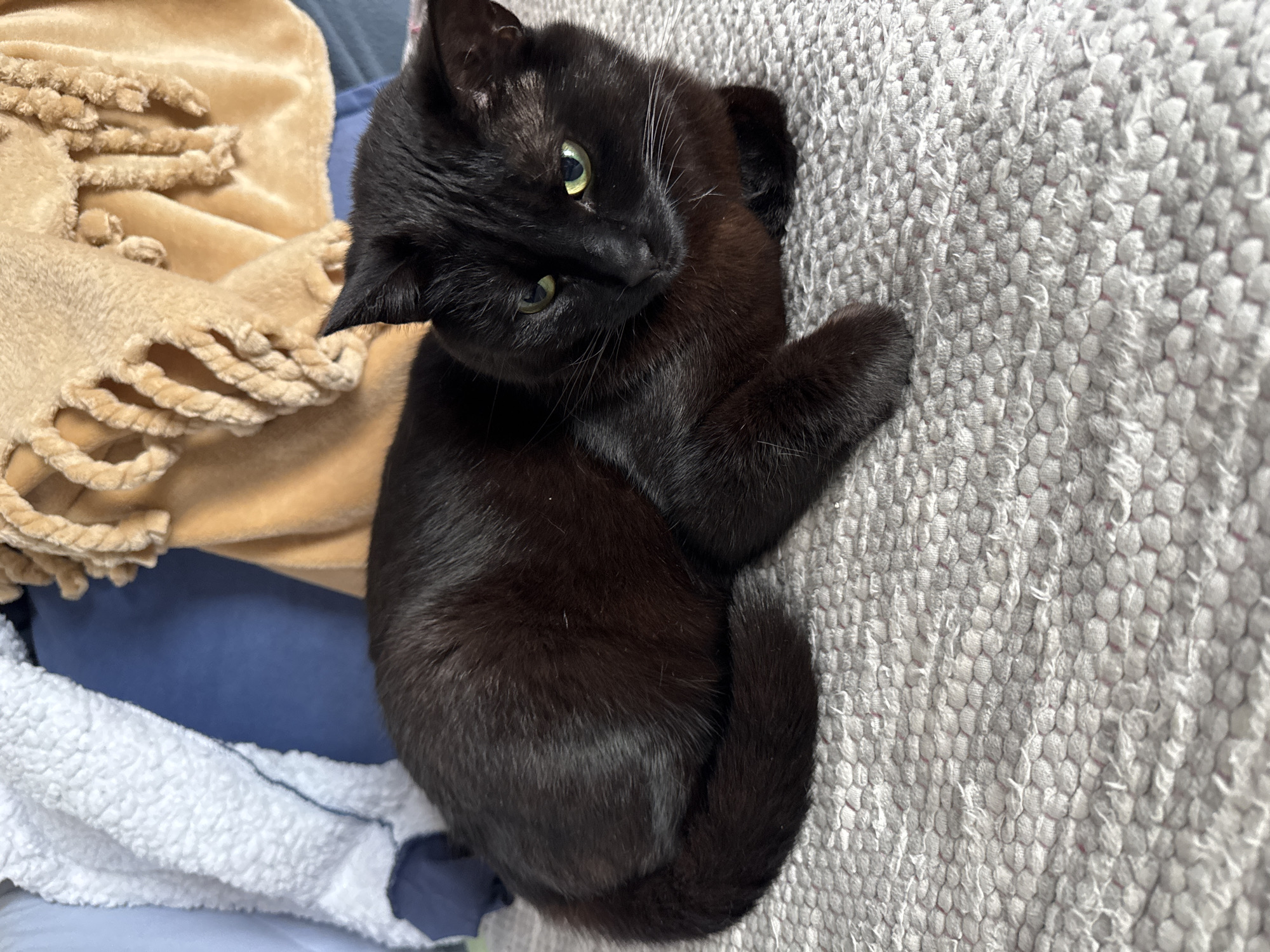 A black cat lies curled on a textured gray surface, possibly a blanket or rug. The cat's head is tilted, with green eyes visible. In the background, there are other blankets or textiles in shades of tan, white, and blue. The image appears to be taken indoors. The location, Boreti, Montenegro, is not discernible from the image.