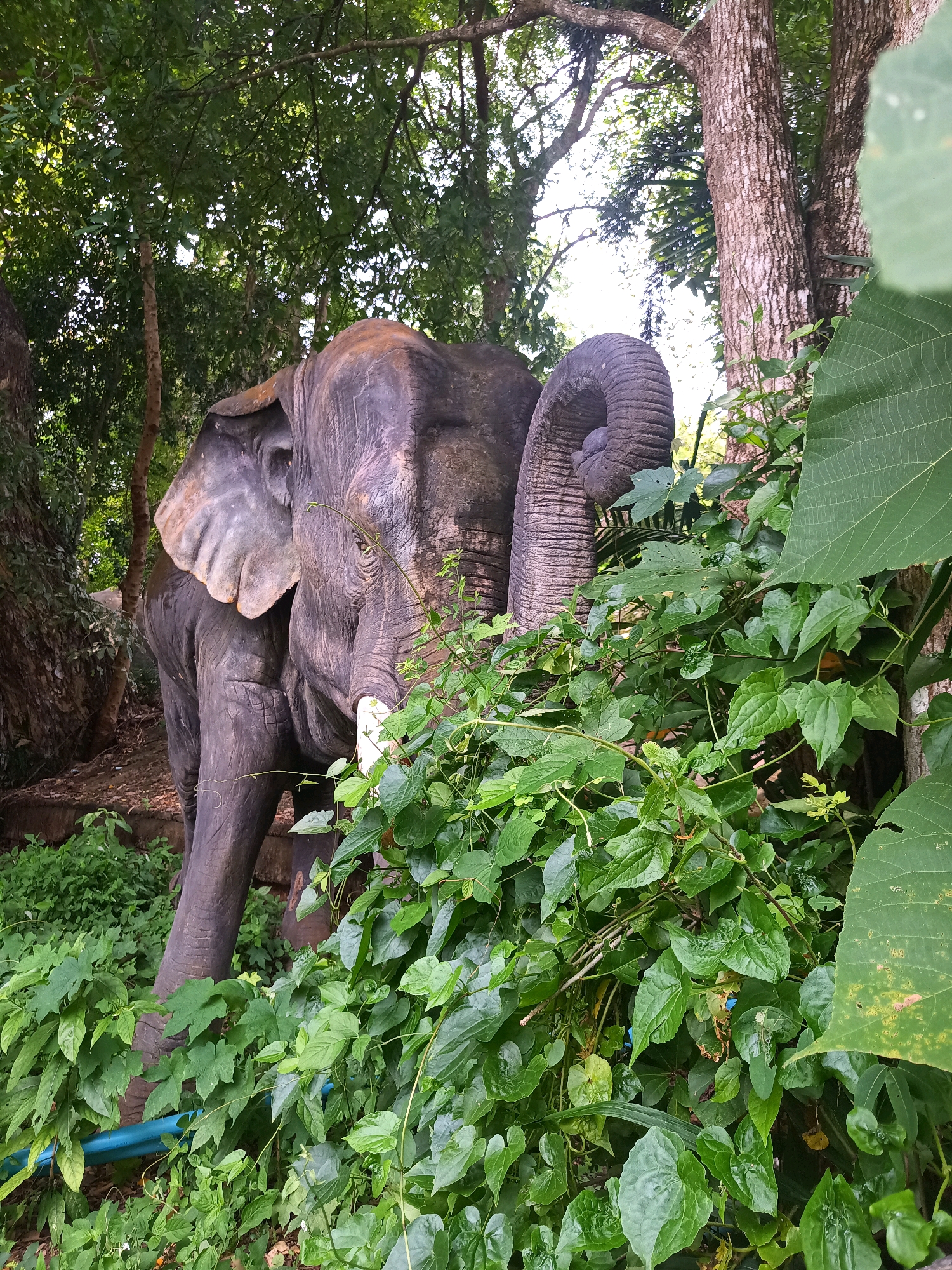 In the city of Sai Thai, Thailand, a concrete statue of an elephant is partially obscured by lush green foliage. The elephant statue is dark gray with visible wrinkles and folds, characteristic of an elephant's skin. Its ears are large and spread, and one tusk is partially visible. The statue is situated amidst a dense environment of trees and plants, with large leaves and vines covering parts of it. The background shows more trees with rough bark and a dappled sunlight effect filtering through the leaves, suggesting an outdoor, possibly park-like setting. A blue pipe is visible near the base of the statue, running horizontally through the undergrowth. The scene is naturalistic, with the elephant statue blending into its surroundings.