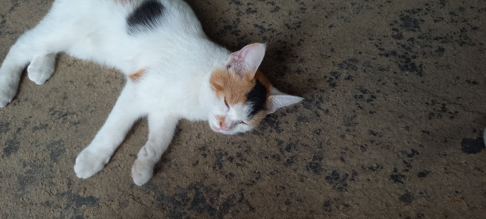 A calico cat is sleeping on a dark, textured surface that appears to be a floor or ground. The cat is lying on its side with its eyes closed and paws extended. The cat's fur is predominantly white with patches of black and orange. The background is a solid, dark brown color with some lighter speckling. The overall impression is one of a peaceful, resting animal. There is no indication of the city of Klyntsi, Ukraine, or any other specific location within the image.