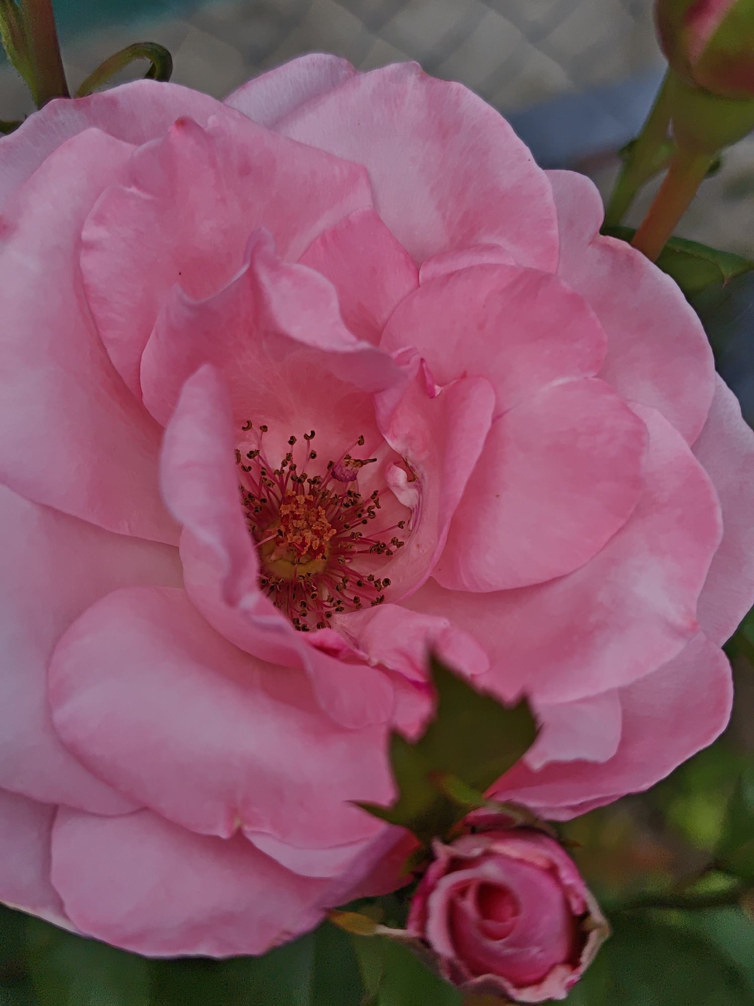 This is a close-up, eye-level, outdoor, natural light photograph of a light pink rose in bloom. The rose is the primary subject, filling most of the frame. Its petals are soft and layered, with a slightly lighter hue towards the edges. The center of the rose reveals delicate stamens with dark tips. To the lower right, a small, tightly closed pink rosebud is visible, supported by a green stem. The background is softly blurred, featuring a mix of green foliage and a textured, pale grey surface that appears to be a decorative element or a wall. The location is stated to be Parkhomivka, Ukraine.