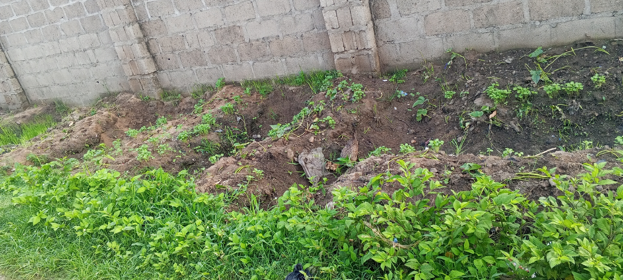 The image depicts an outdoor scene next to a cinder block wall in Jalingo, Nigeria. The ground is uneven, with patches of dry, disturbed soil and areas of lush green grass and small plants. A mound of dirt is prominent in the center, with scattered debris including a piece of plastic sheeting and some broken branches. Several small green plants are growing in clusters on the disturbed soil. The wall, constructed of light-colored cinder blocks, forms the background, with some grass growing at its base. The overall impression is of an uncultivated or recently disturbed outdoor area.