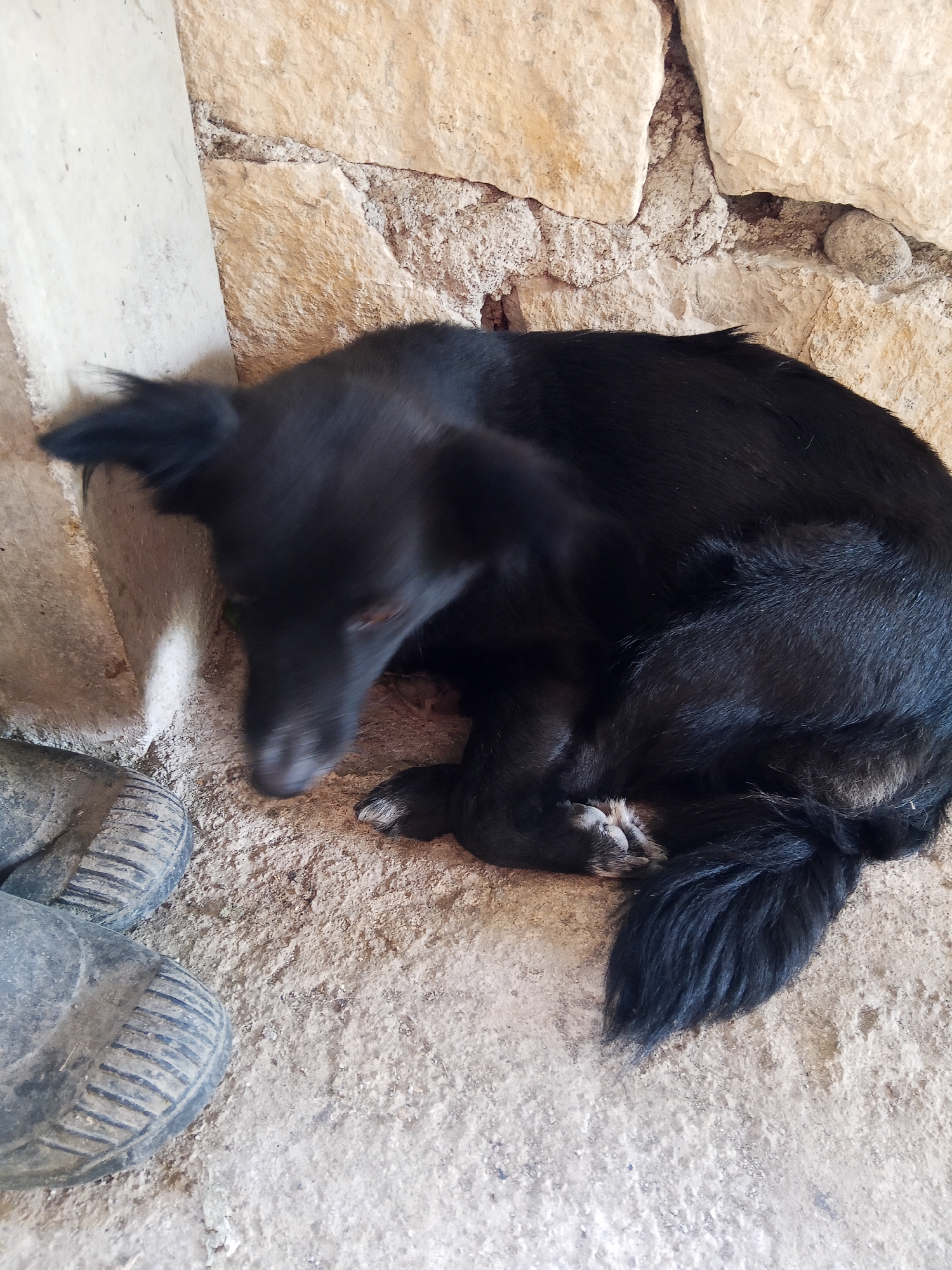 In Makale, Indonesia, a medium-sized black dog is curled up sleeping on a dirt floor, next to a stone wall and a concrete pillar. The dog's fur is dark and appears to be of medium length. Its body is a compact, rounded shape, indicating it is at rest. The dog's head is tucked down, with its snout resting near its paws. Visible paws show some white markings. To the left of the dog, a pair of dark, work-style boots are positioned on the ground. The boots have a ridged texture on the soles. The environment appears to be an outdoor or semi-enclosed space, possibly a shed or an unpaved area, given the natural materials of the wall and the dirt floor. The lighting suggests daytime.
