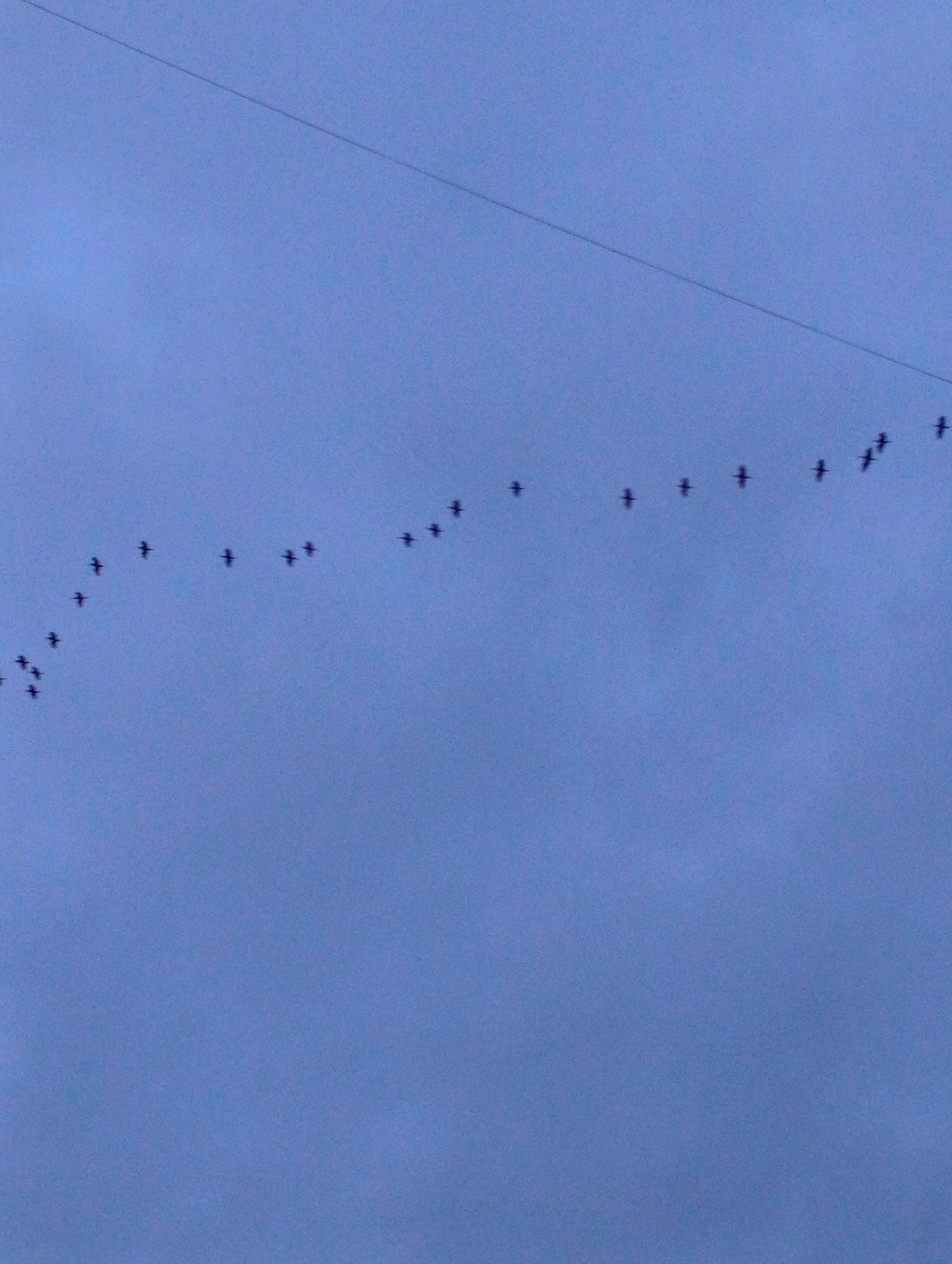A flock of birds flies in a V-formation across a muted blue sky. A thin, dark wire stretches across the upper portion of the frame. The location, Kardzhali, Bulgaria is not directly discernible from the image itself.