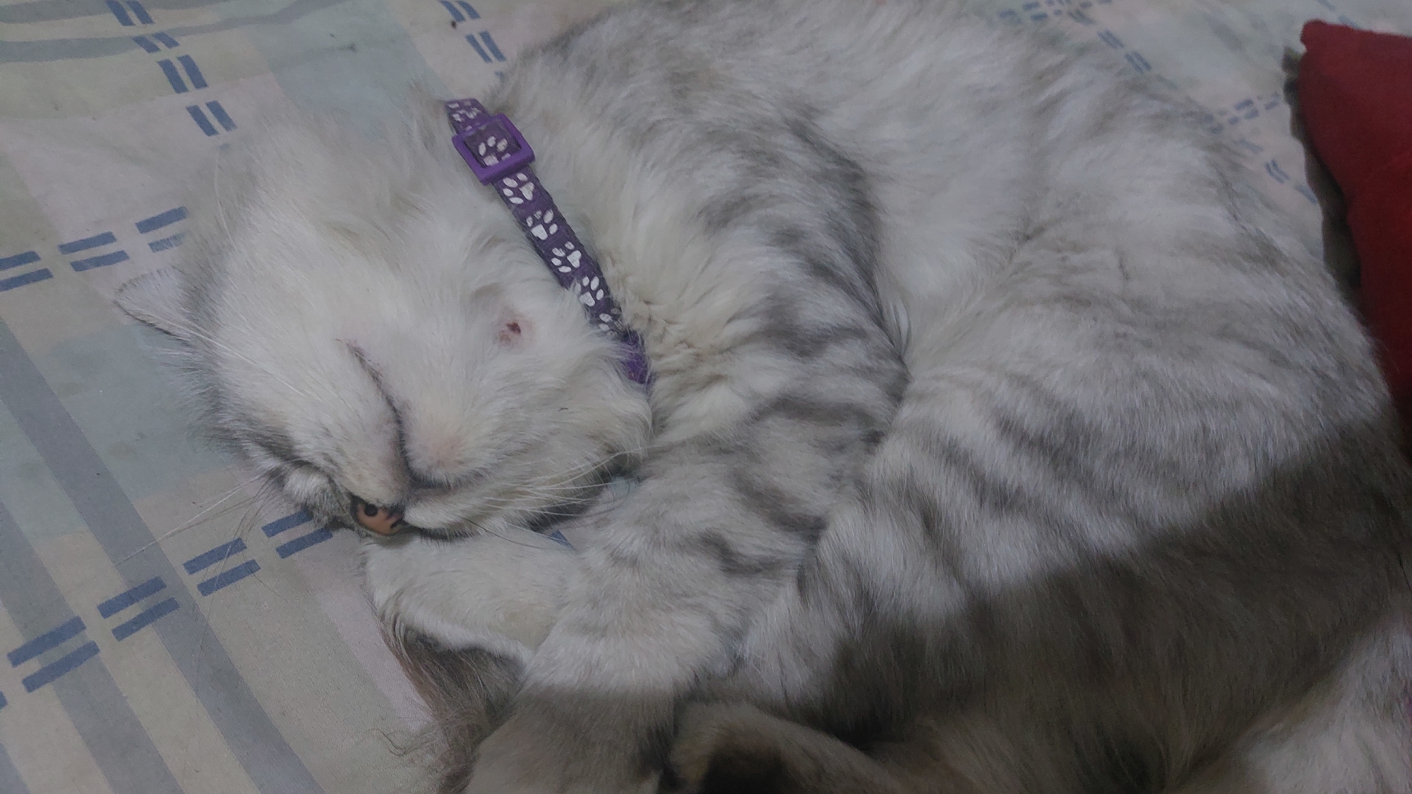 A light gray and white striped cat with a purple collar patterned with white paw prints is curled up and sleeping on a bed with light blue and white striped sheets. The cat's face is partially obscured by its paws, but its nose is visible. A red object, possibly a pillow, is visible in the upper left corner of the image. There is no discernible information about the location in the city of Jatirogo, Indonesia.