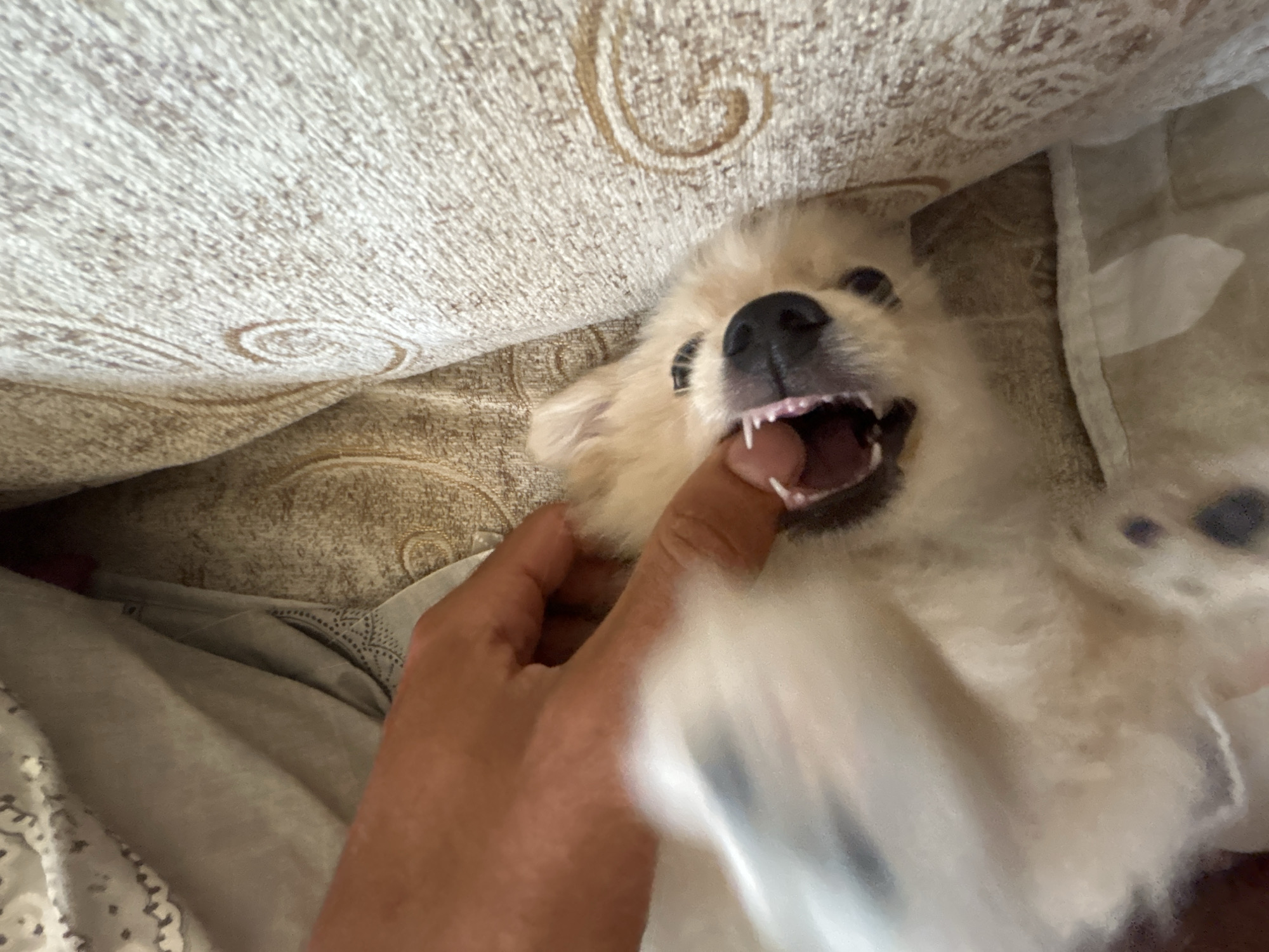 An overhead, close-up shot shows a person's hand gently opening the mouth of a small, fluffy, light-colored dog that is lying on its back. The dog's pink tongue and small white teeth are visible. The background consists of textured, light-colored fabric, possibly a couch or bed, with a subtle pattern. The lighting is natural, casting soft shadows. The overall scene suggests a moment of playful interaction between the person and the dog.