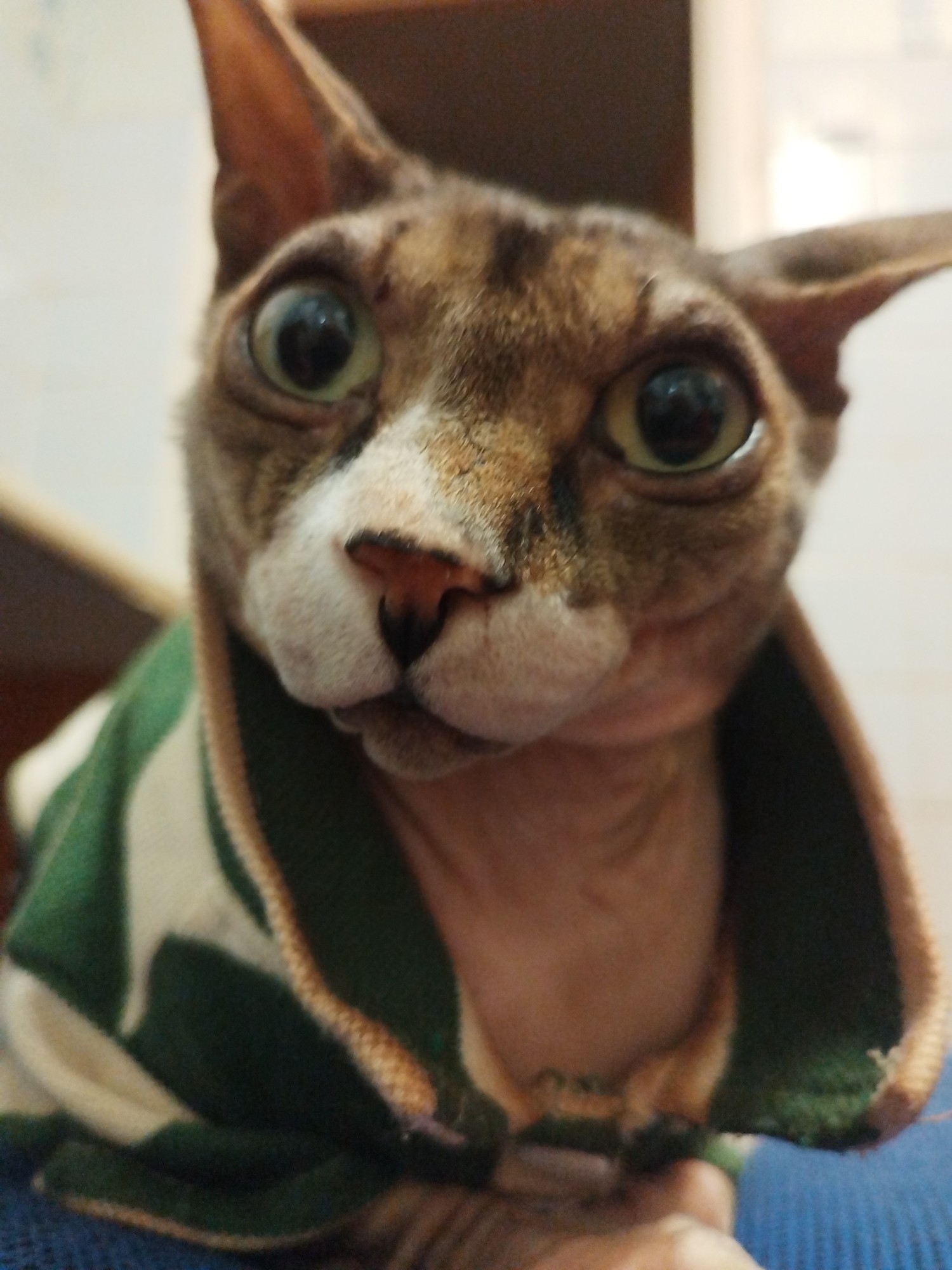 A close-up, portrait-style, eye-level shot captures a hairless cat wearing a green and white striped sweater. The cat's large, wide eyes are the central focus of the image, appearing to stare directly at the viewer. Its ears are perked up, and its muzzle is slightly open, revealing a hint of its tongue. The background is blurred, suggesting an indoor setting with muted colors. The lighting is natural and soft, illuminating the cat's features without harsh shadows.