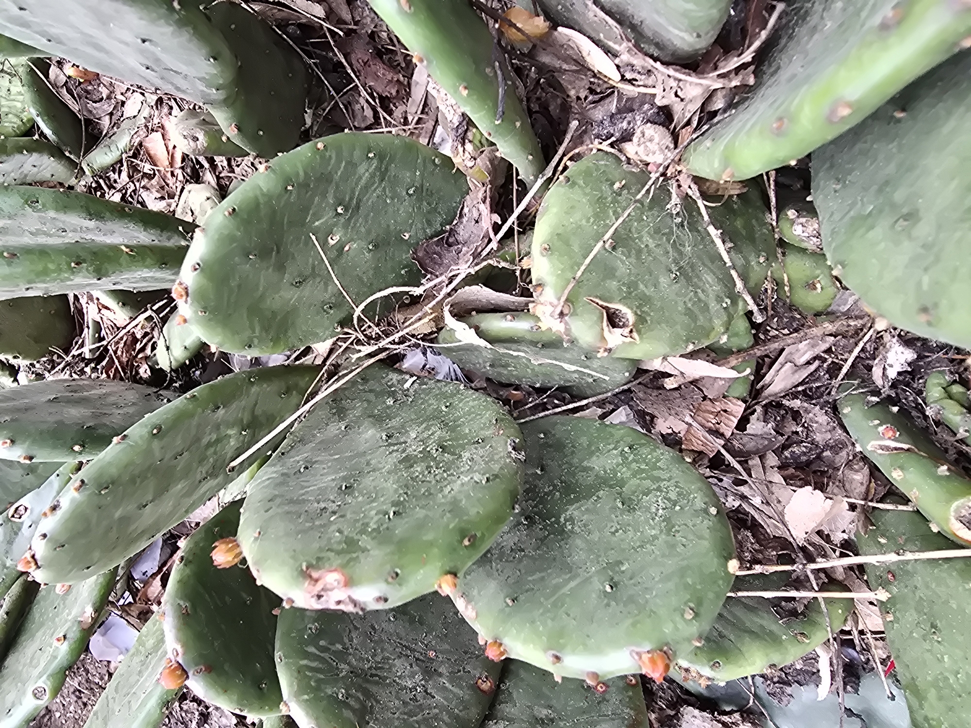 A close-up, high-angle shot depicts a dense patch of green prickly pear cactus pads (Opuntia species) growing close to the ground. The scene is dominated by the flattened, succulent oval and elongated pads, which are a muted green color. Many of the pads feature small, raised bumps (areoles) scattered across their surface, some with tiny, dark or light-colored glochids or undeveloped spines.
Several pads, particularly in the lower and central parts of the image, display small, bright orange-red bud-like structures or developing fruits/flowers emerging from their edges or areoles. The cacti are interspersed with a layer of dried organic matter on the ground, including brown leaves, small twigs, and other plant debris, suggesting an outdoor, uncultivated environment. The lighting appears natural and bright, indicating daytime. There are no people, animals, or visible text in the image. The crops provided offer closer views of the individual cactus pads, highlighting the texture, areoles, and emerging orange structures, as well as the surrounding ground cover.