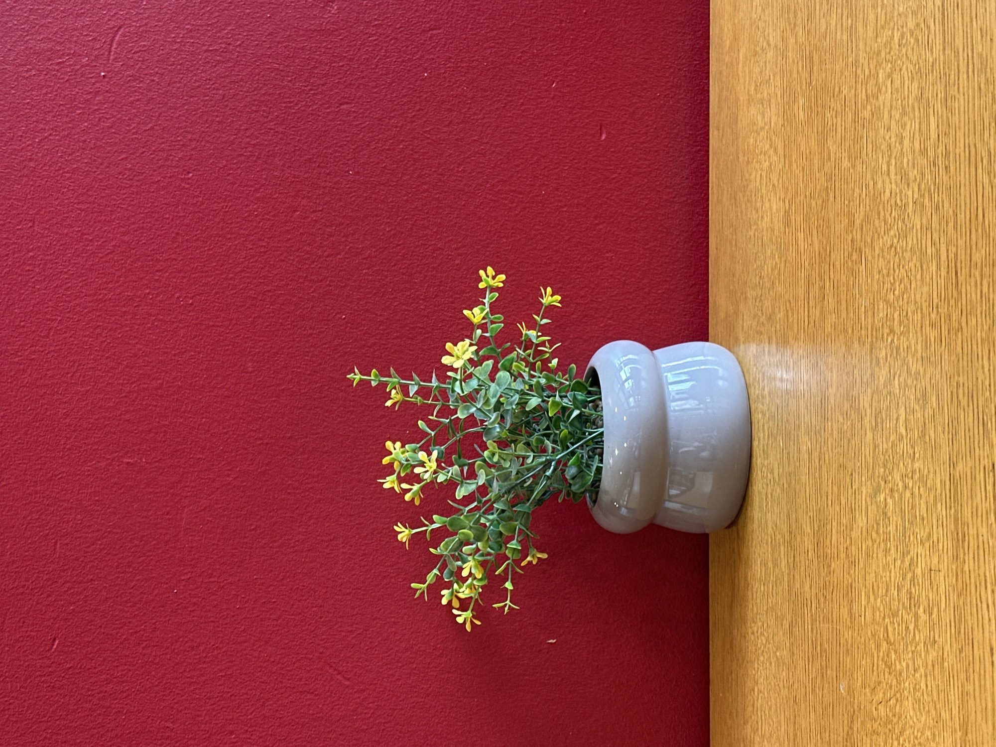 A close-up, eye-level shot shows a small potted plant with green leaves and tiny yellow flowers. The plant is in a light grey, bulbous pot, and sits on a light brown, wooden surface. Behind the plant and pot is a textured, deep red wall. The scene is well-lit, with a slight glare visible on the pot. The image appears to be an indoor setting, likely a cafe or home, with no discernible features that would place it in Krefeld, Germany.