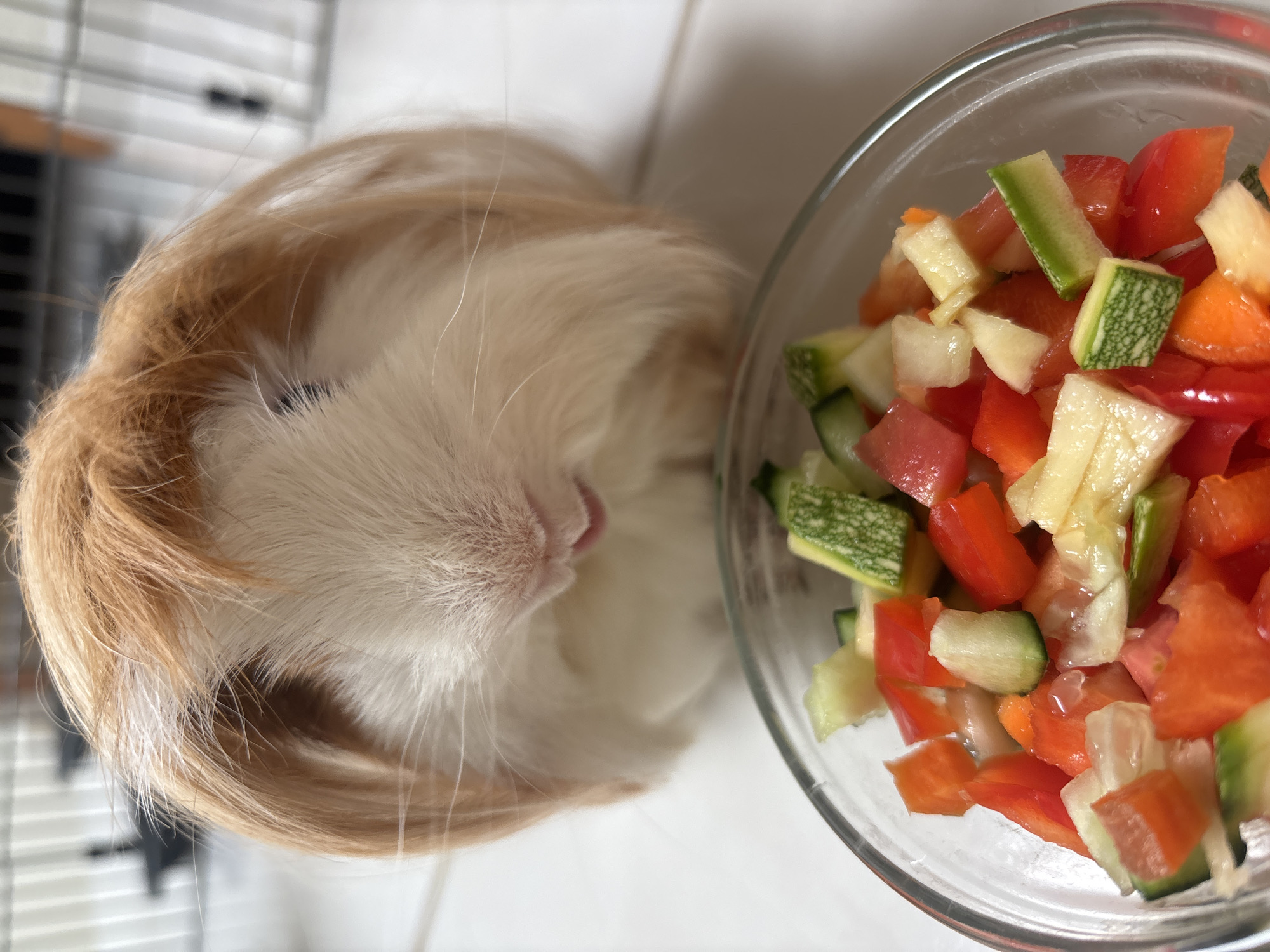 A guinea pig with long, light brown and white fur is positioned next to a clear glass bowl filled with chopped vegetables. The vegetables appear to be a mix of red bell peppers, cucumbers, and possibly white turnips. The scene is situated indoors on a white tiled surface. The image is taken from a slightly elevated, close-up perspective. A section of a wire cage is visible in the background. No information is available about a location in Puebla, Mexico.