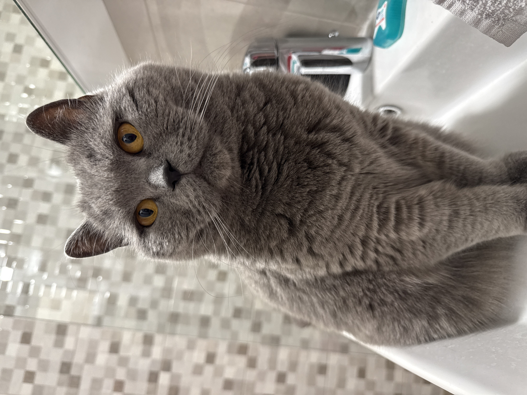 A grey British Shorthair cat sits on the edge of a white sink. The cat's eyes are a bright orange, and its fur is short and dense. The background is a tiled wall and a faucet. The lighting is bright and even.