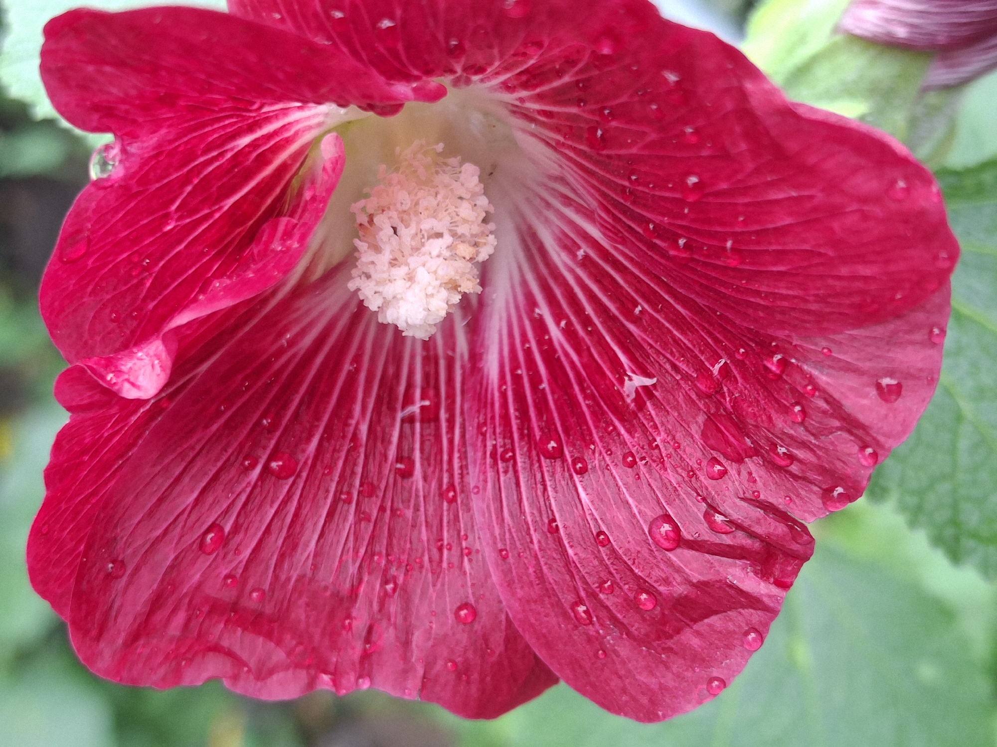 This is a close-up, vertical, eye-level, outdoor, natural light photograph of a vibrant pink hollyhock flower. The flower petals are large and crinkled, with visible veins. Numerous small water droplets are scattered across the surface of the petals, reflecting the light. The center of the flower, a cluster of pale stamens, is visible. The background is softly blurred and consists of green foliage, suggesting a garden setting. The image does not contain any people, man-made objects, or indications of a specific location within Chaikovsky, Russia. The scene is static and focuses solely on the detail of the flower.