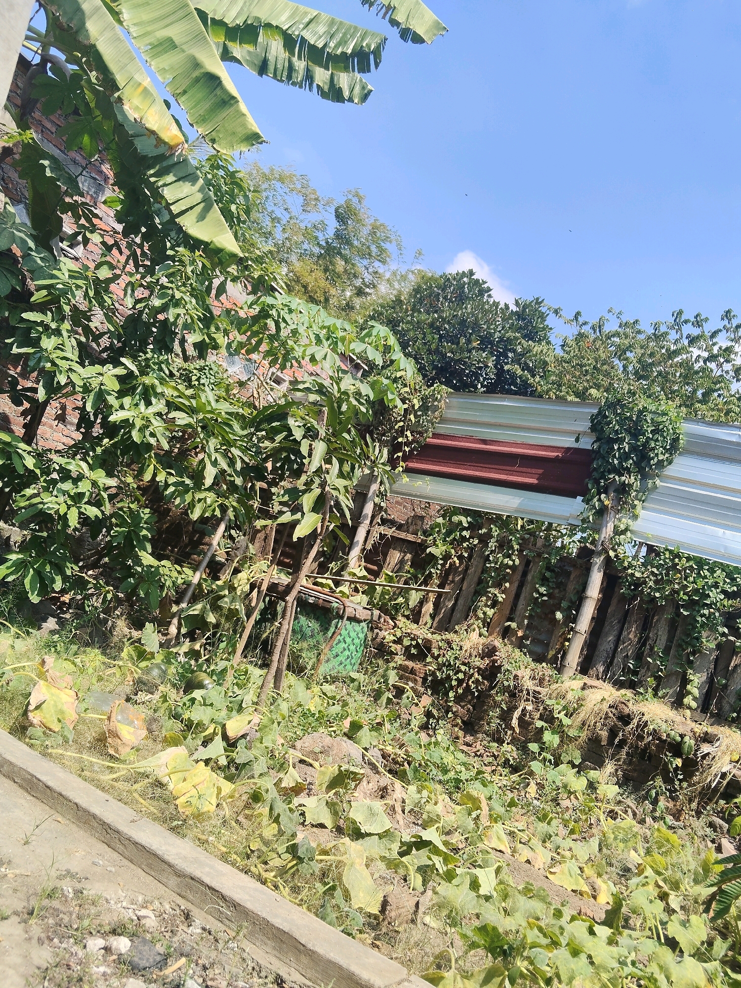 In Windurejo, Indonesia, a rustic outdoor scene unfolds under a clear blue sky. Banana leaves, large and green, dominate the upper left corner, casting shadows over a brick wall. Below, a dense canopy of leafy green trees obscures more of the wall and suggests a lush natural environment.
A rustic fence, constructed from weathered wooden posts and planks, spans the middle ground. A portion of the fence is covered by corrugated metal sheeting, colored in alternating bands of silver and a deep reddish-brown, suggesting a makeshift structure or boundary. Various plants, including vines with sprawling leaves and some with yellowing foliage, intertwine with the fence, giving it an overgrown appearance. In the foreground, a patch of ground is covered with low-lying green plants, some with large, pale yellow leaves, indicative of a garden or cultivated area. Scattered amongst the vegetation are what appear to be gourds or pumpkins, some appearing mature and others still developing. A concrete edge runs along the bottom left of the frame, marking a pathway or border. The overall impression is one of a natural, somewhat unkempt, outdoor space in a rural or semi-rural setting within Windurejo.